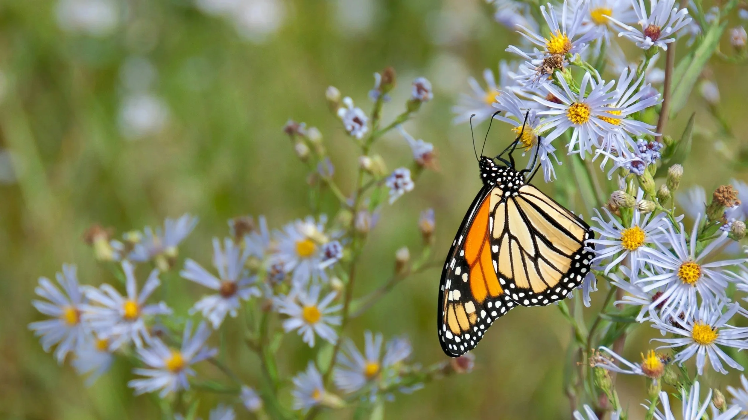 Monarch Butterfly Surveying and Habitat Identification Workshop