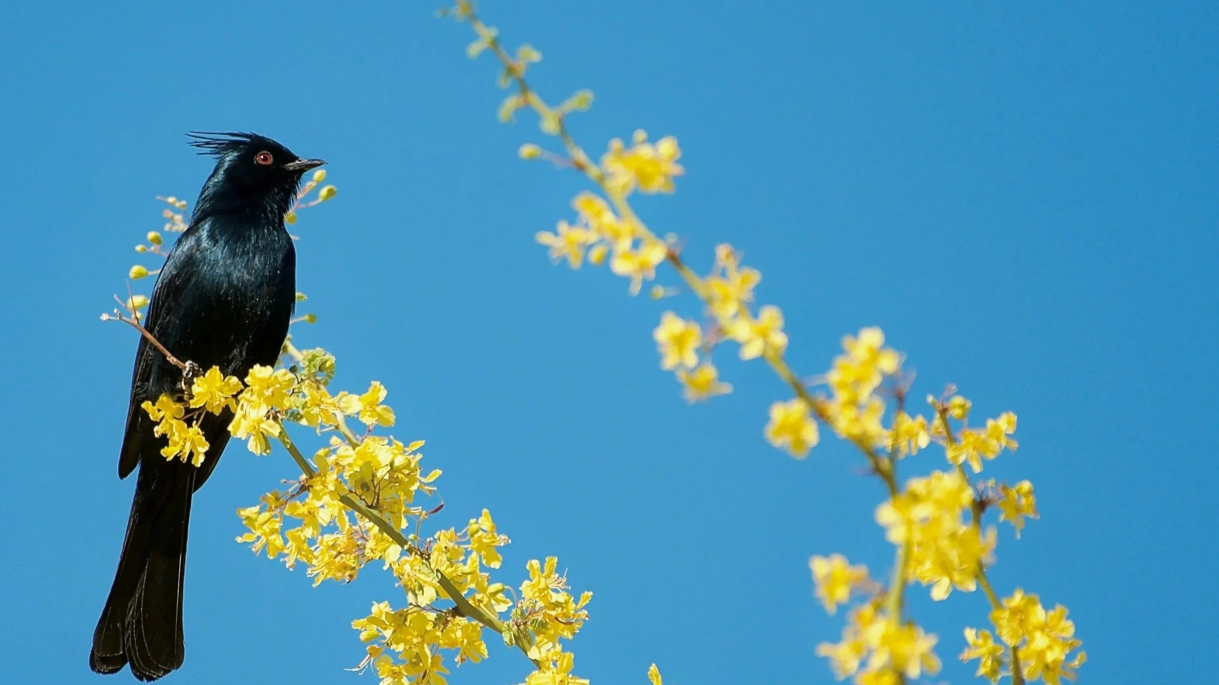 Introduction to Avian Field Identification &amp; Monitoring Techniques 