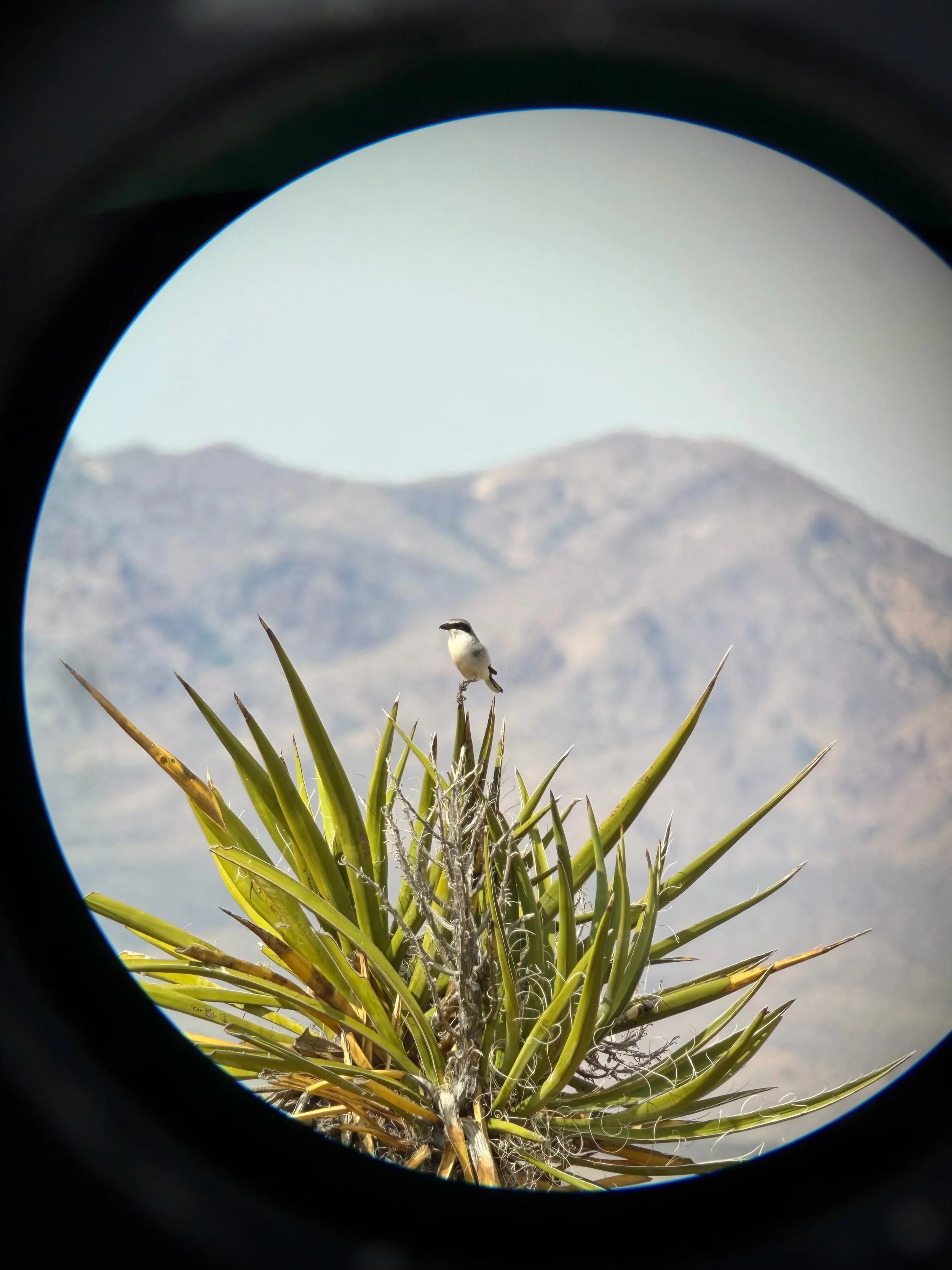 Loggerheaded Shrike, Searchlight, NV