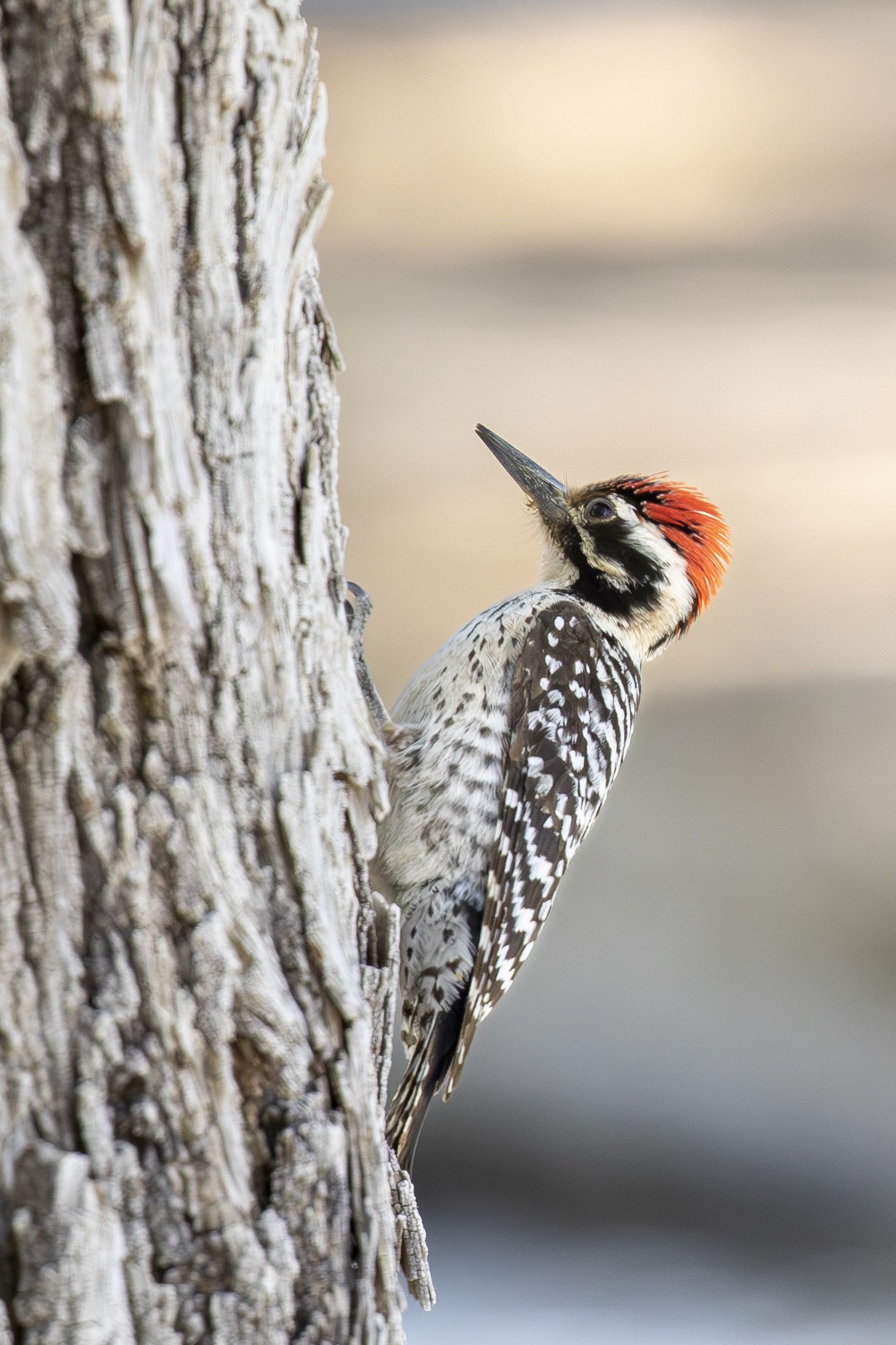 Ladder-backed Woodpecker