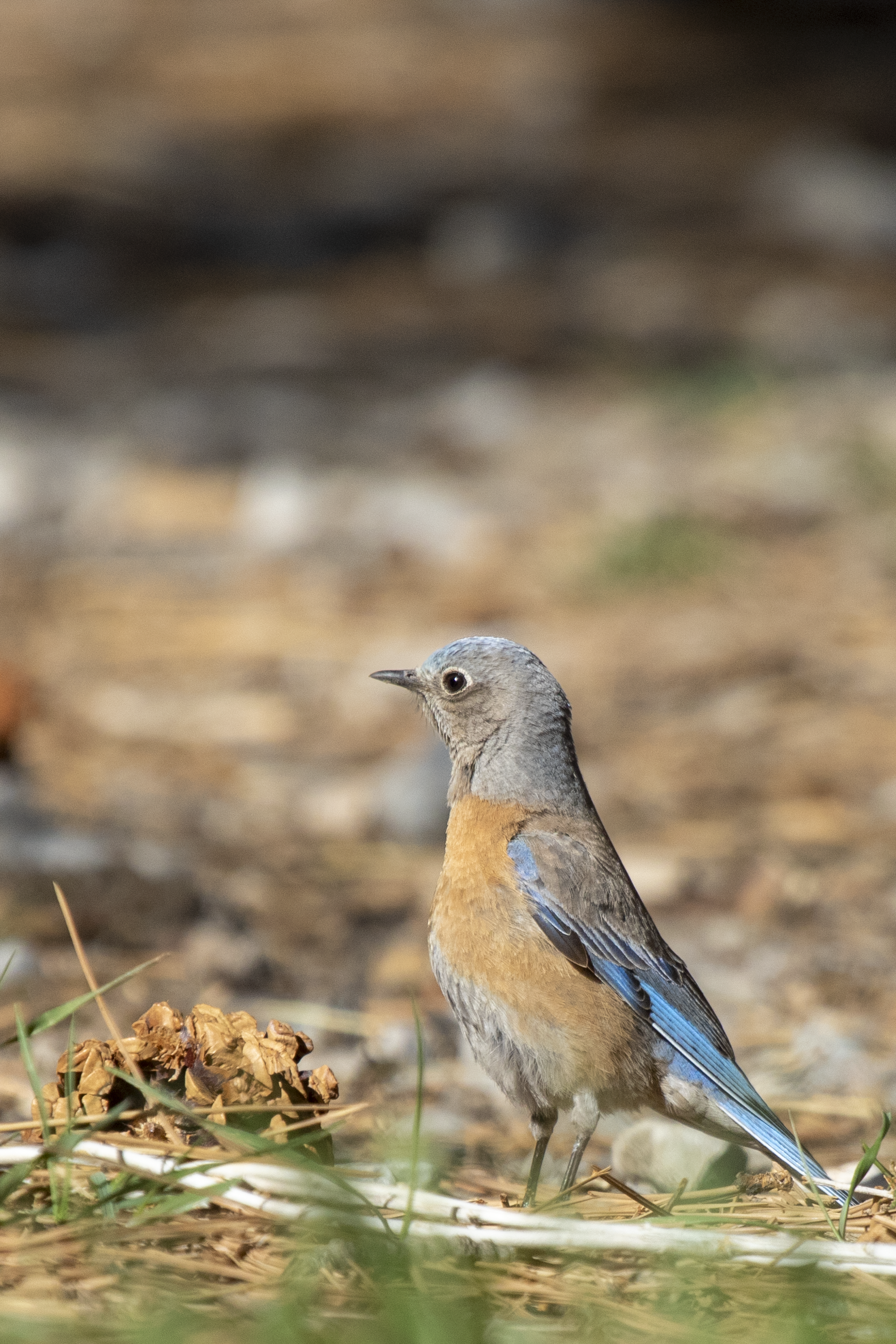 Western Bluebird 