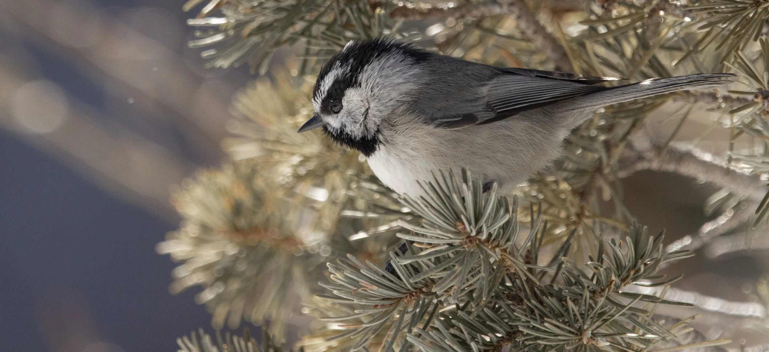 Mountain Chikadee in a branch