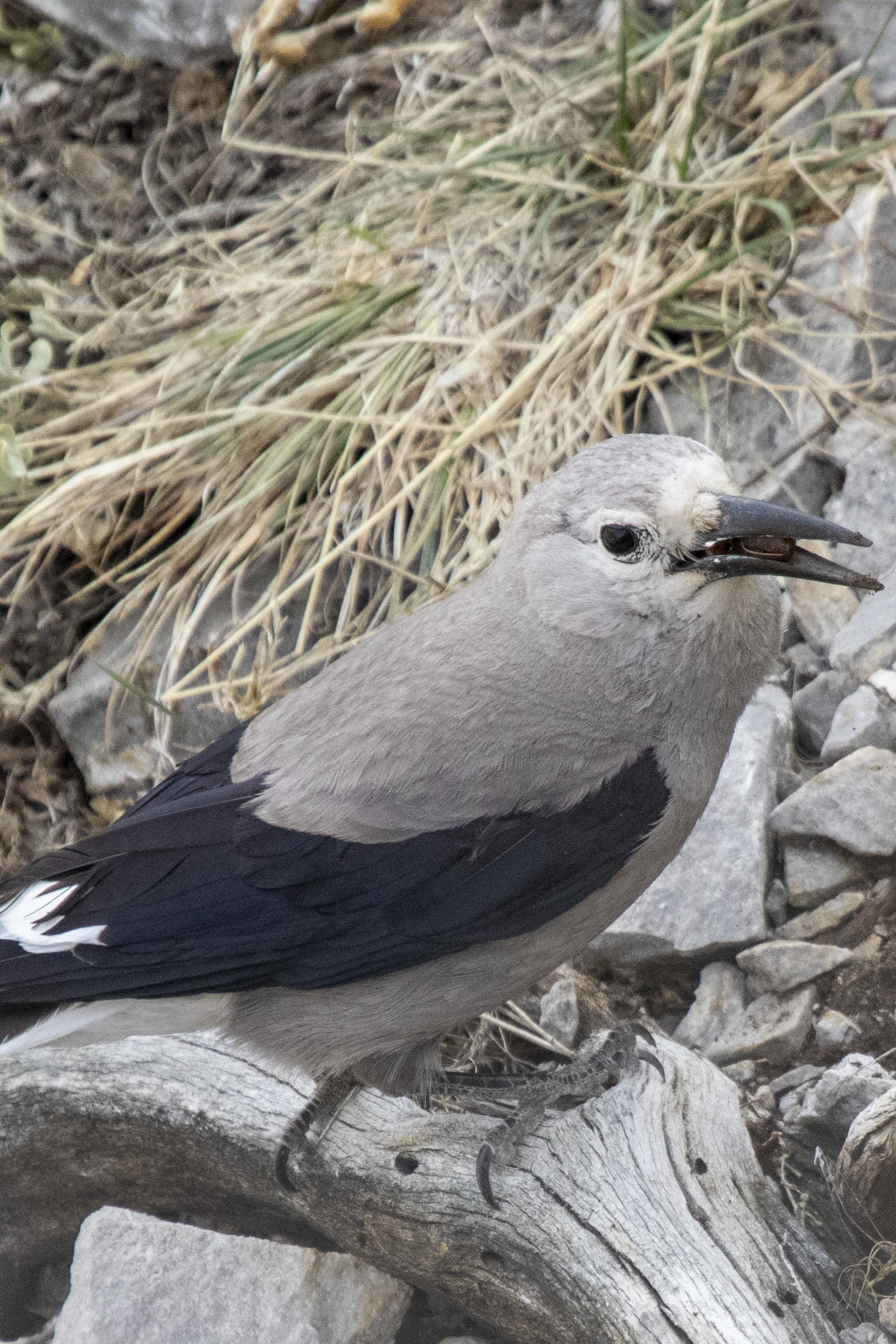 Clark's Nutcracker with cached nuts 