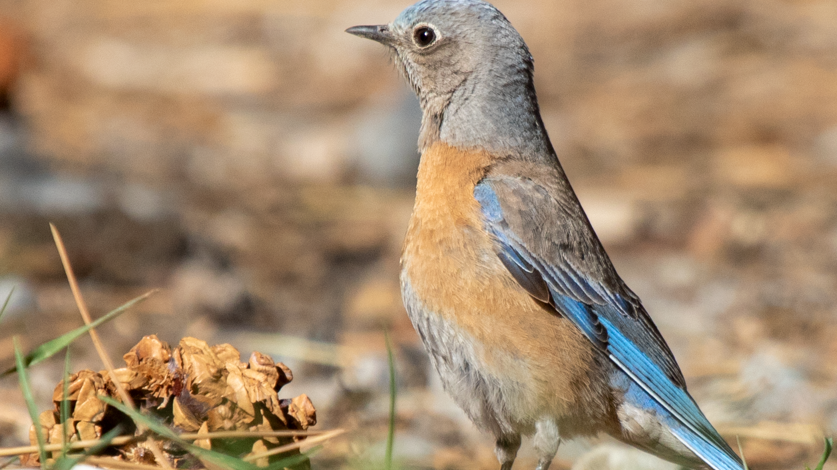 Western Bluebird 