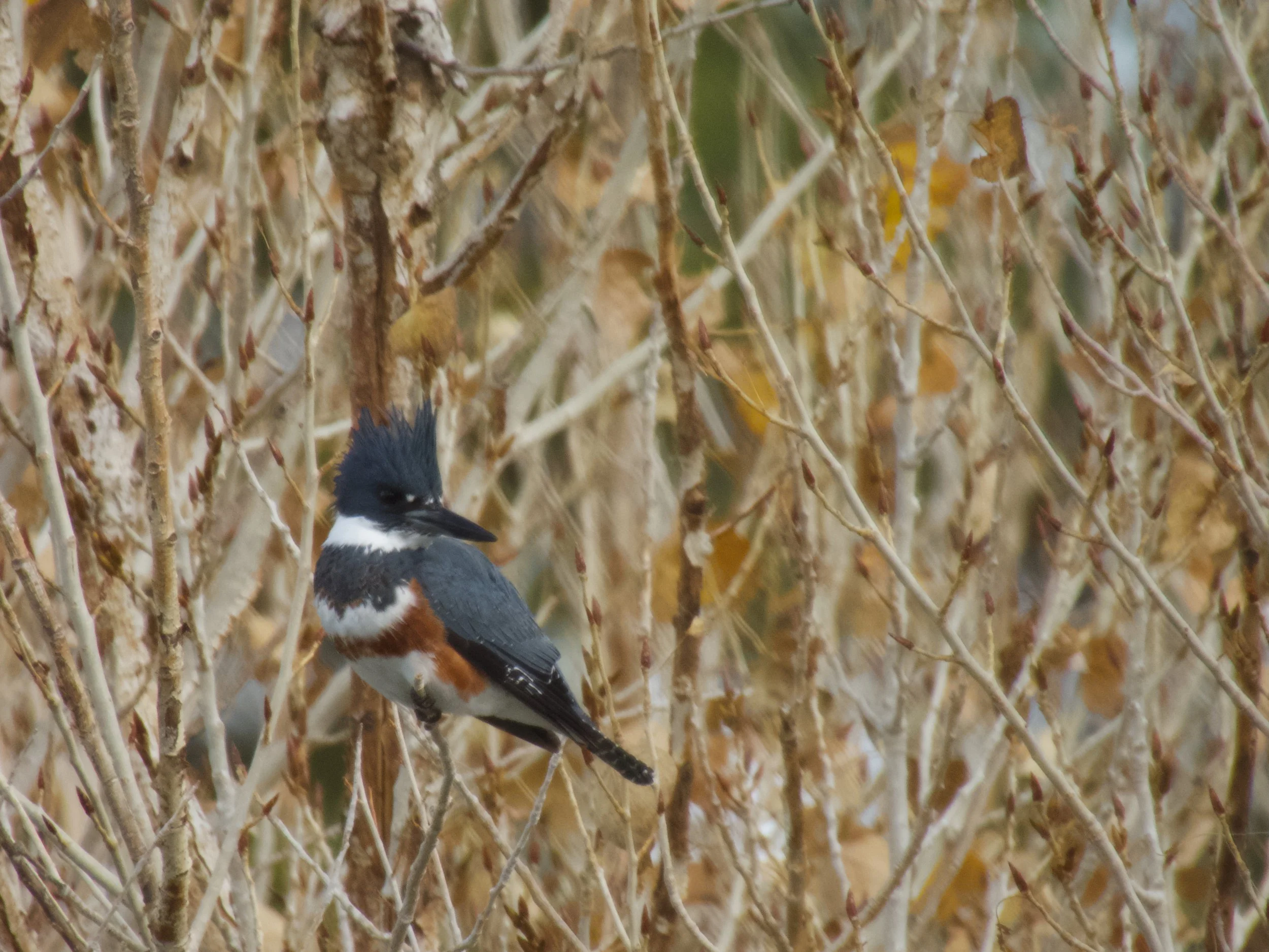 Avian Workshop December 13-15 2025 - Kent Wagner - 8.jpeg