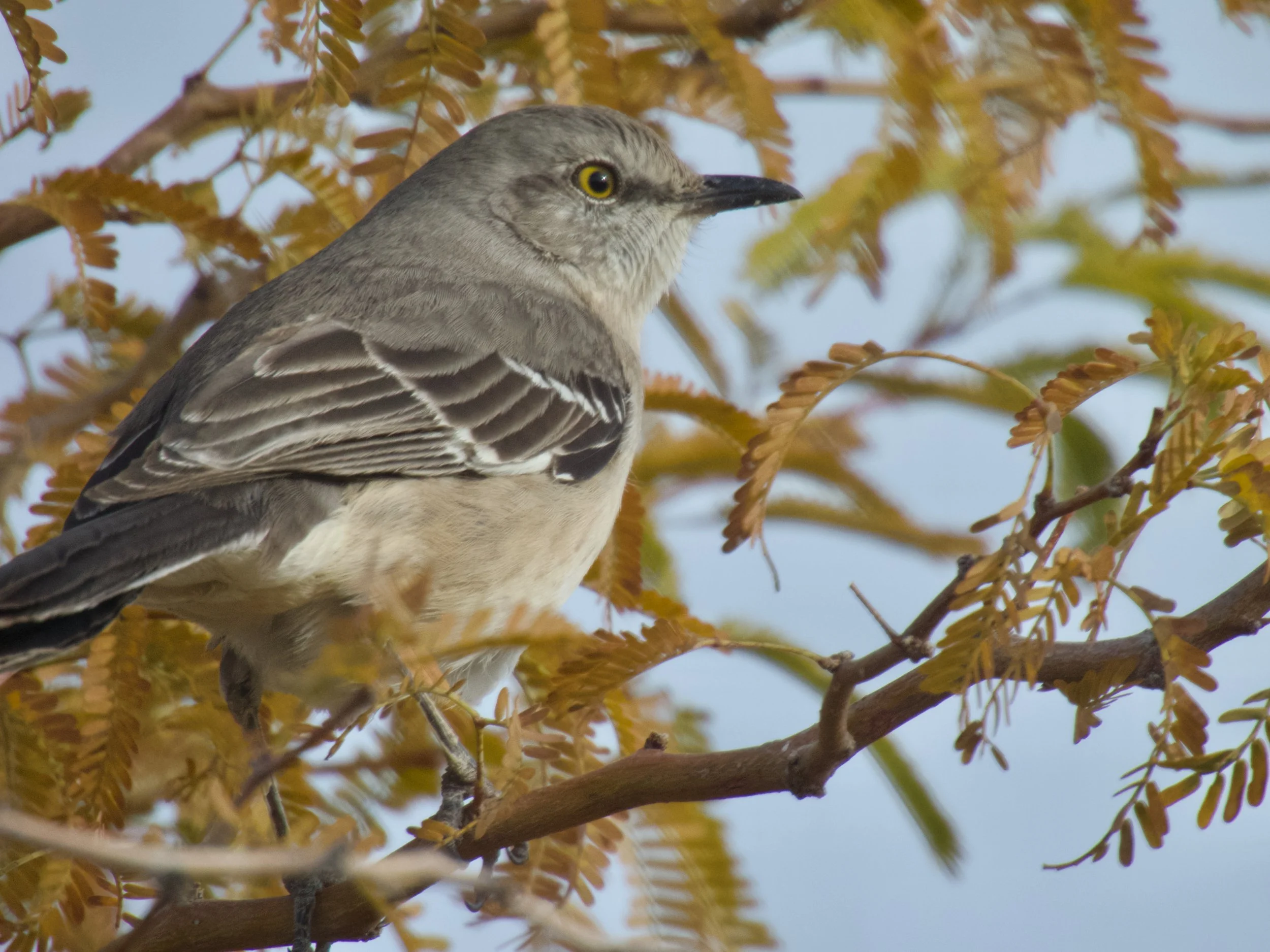 Avian Workshop December 13-15 2025 - Kent Wagner - 2.jpeg