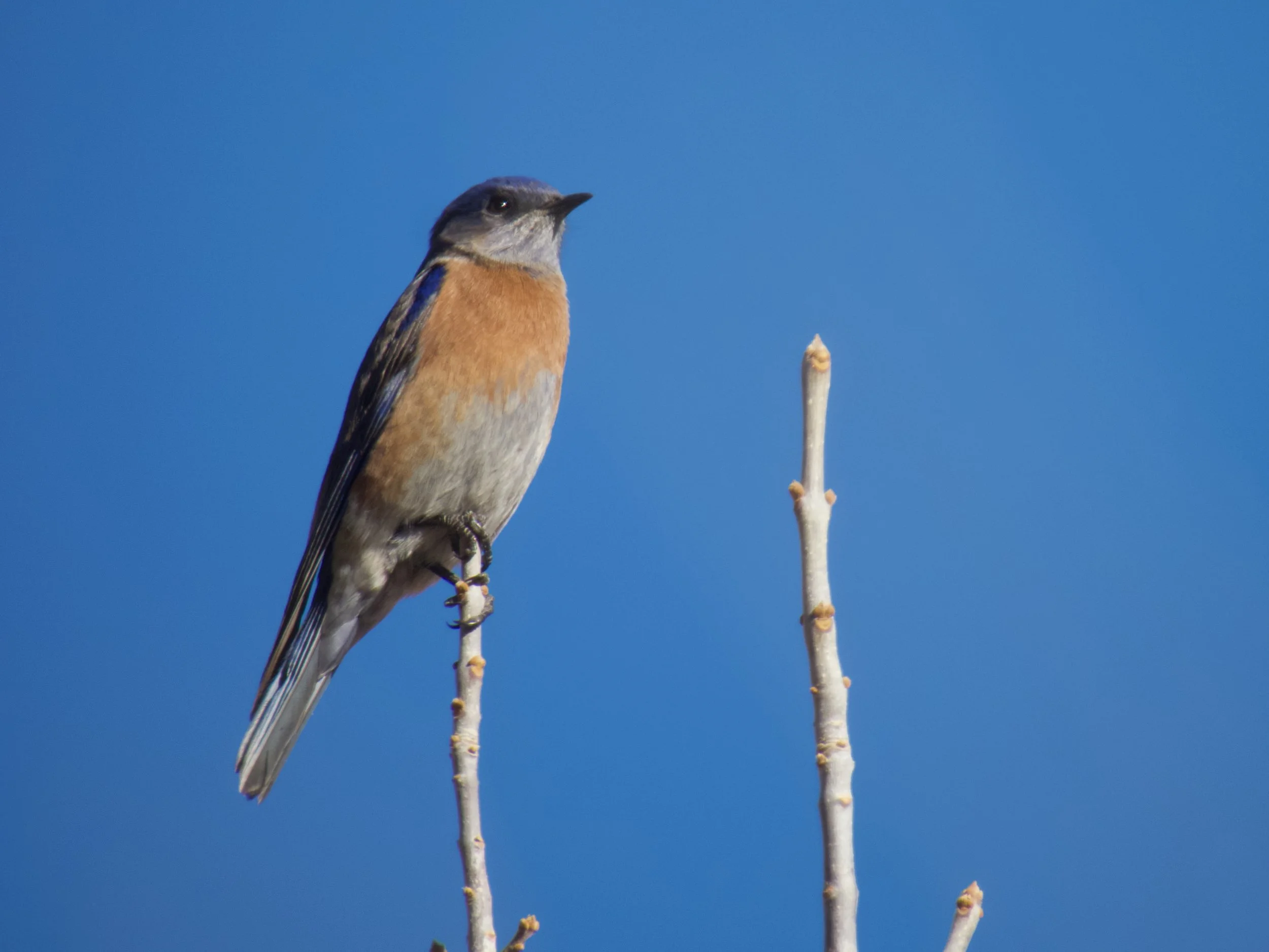 Avian Workshop December 13-15 2025 - Kent Wagner - 11.jpeg