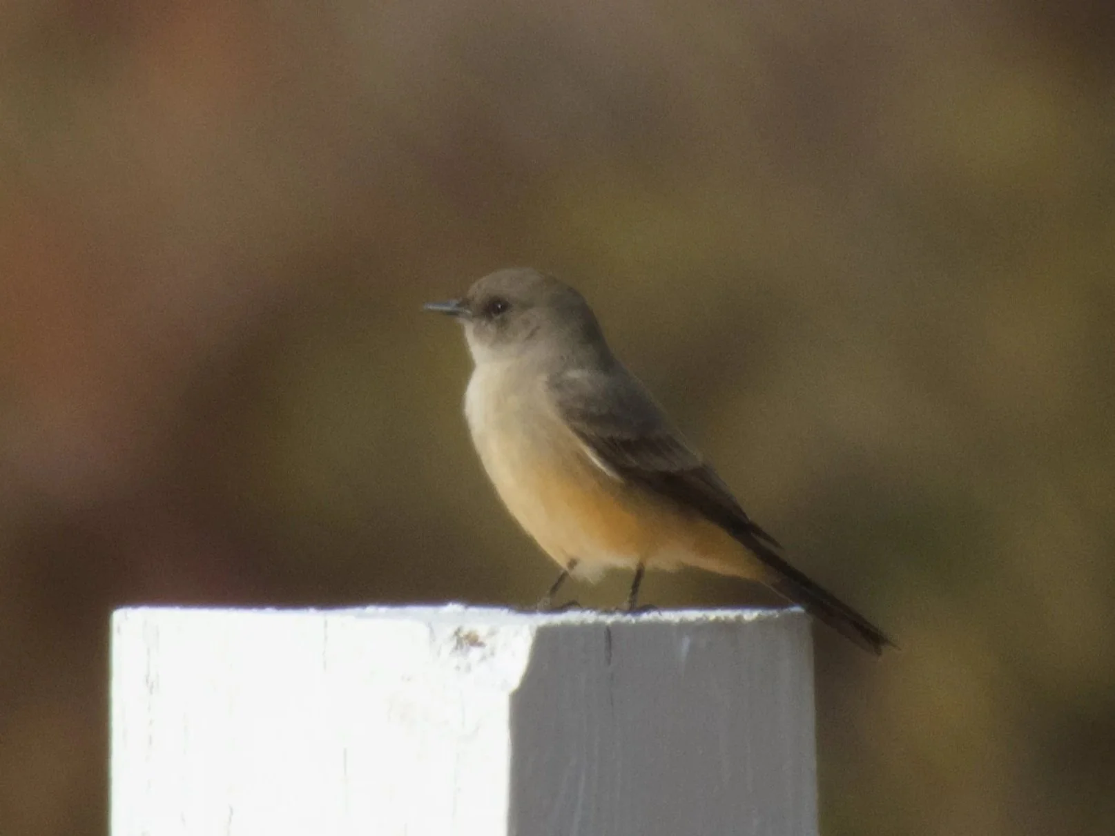 Avian+Workshop+December+13-15+2025+-+Kent+Wagner+-+9.jpg