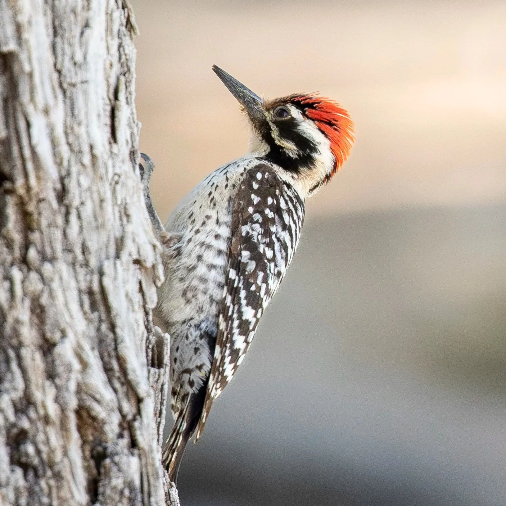 ladder-backed+woodpecker_PC+Alex+harper.jpg