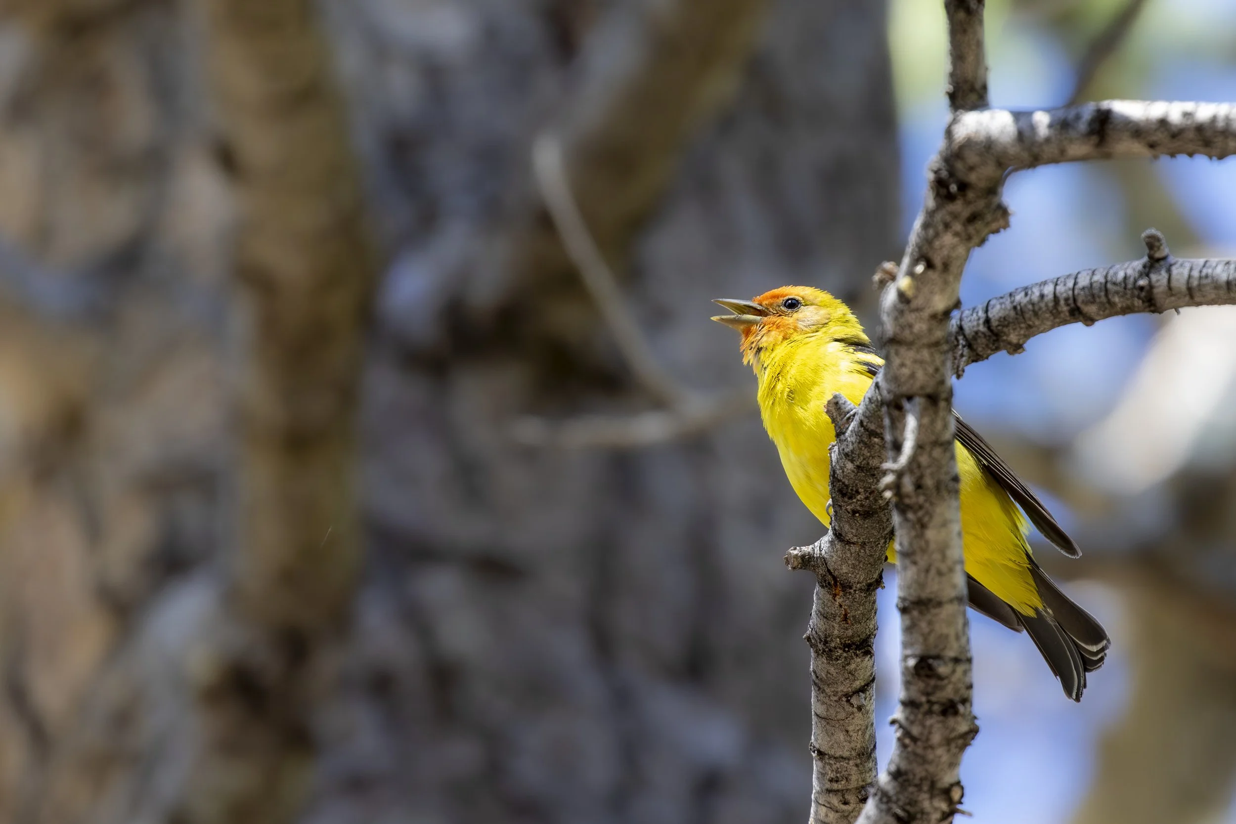 Western Tanager .jpg