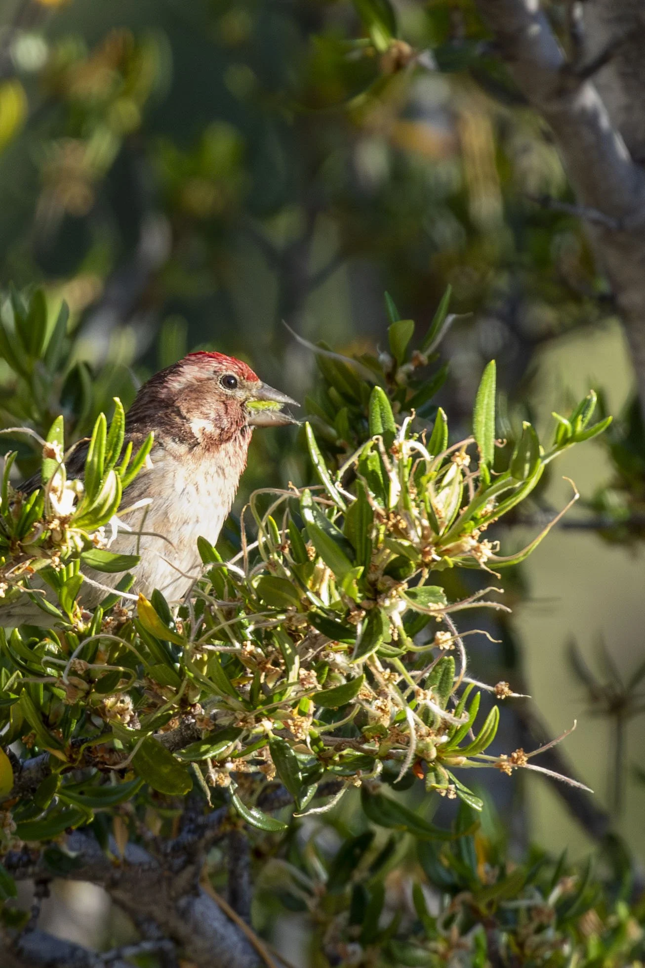 Cassin’s Finch.JPG