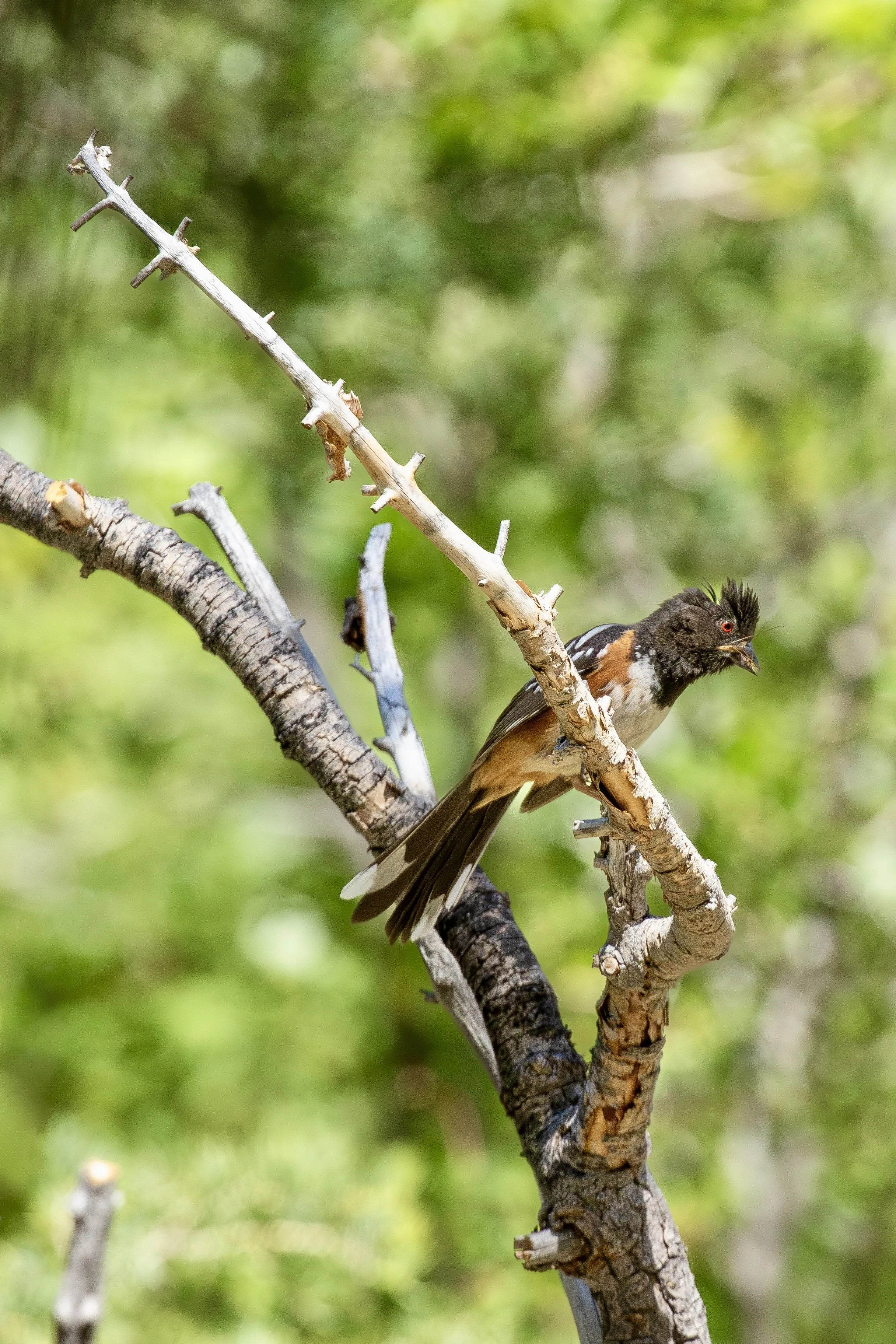 Spotted Towhee with food.jpg