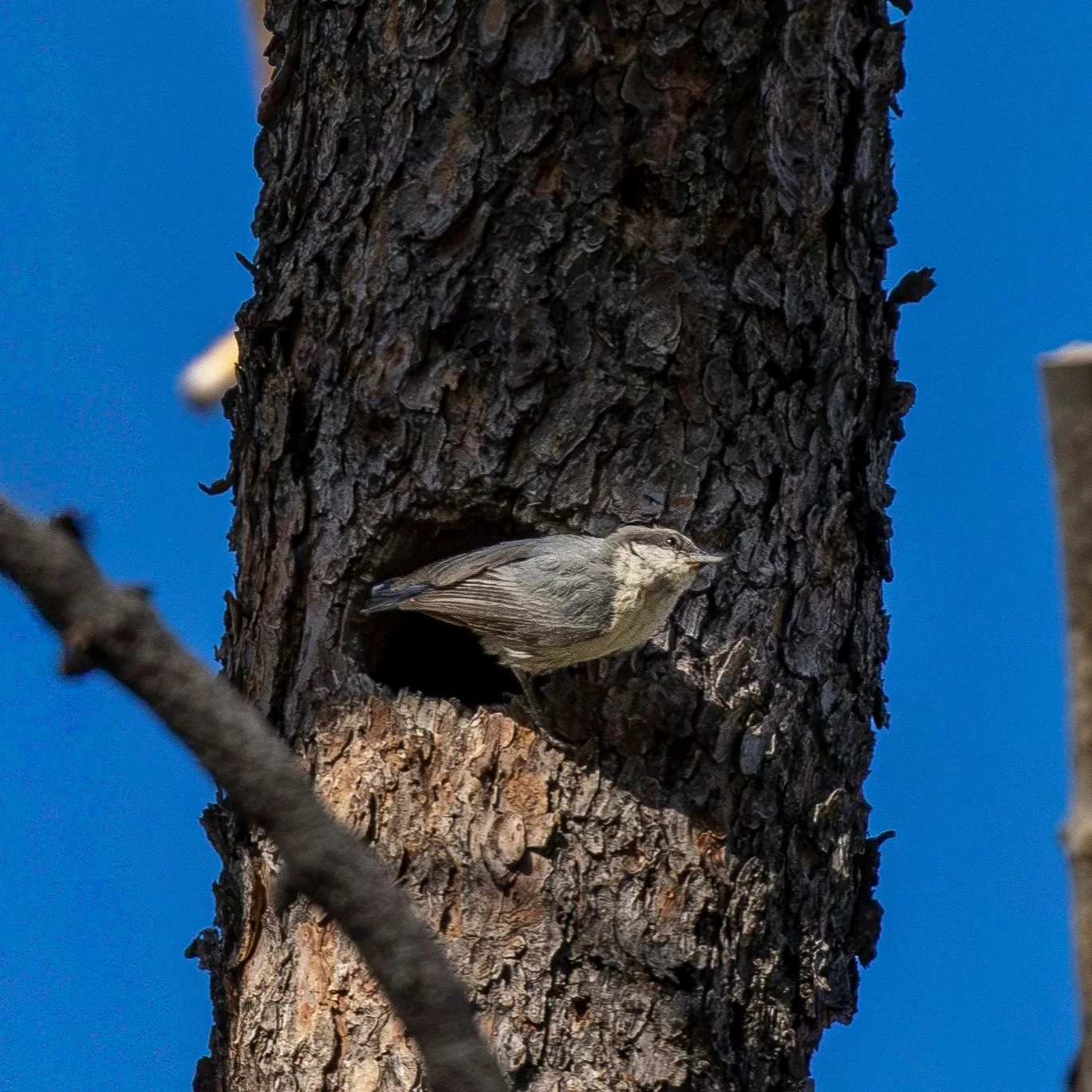 Pygmy+Nuthatch+and+nest.jpg