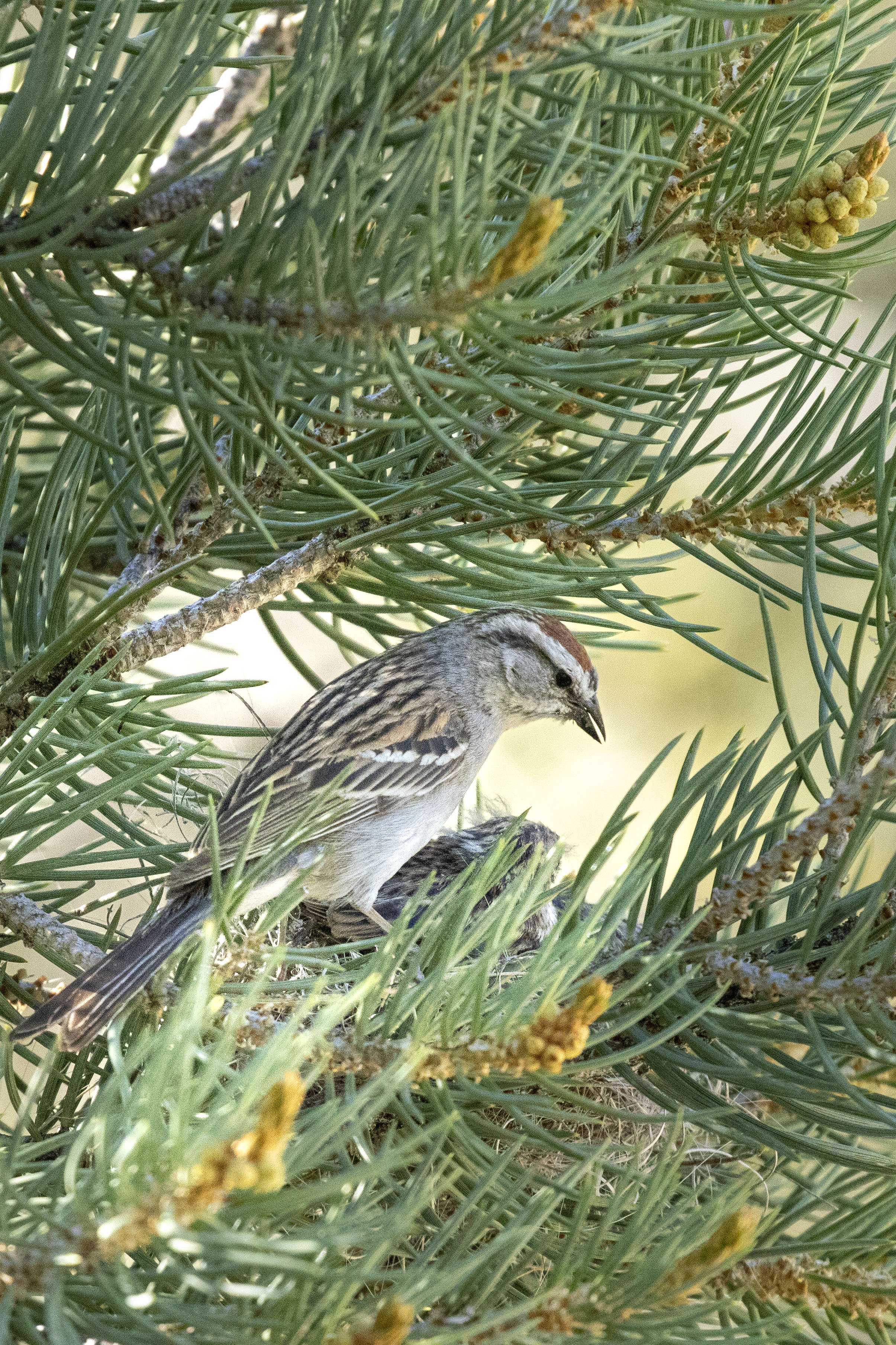Chipping Sparrow and nest (1).JPG