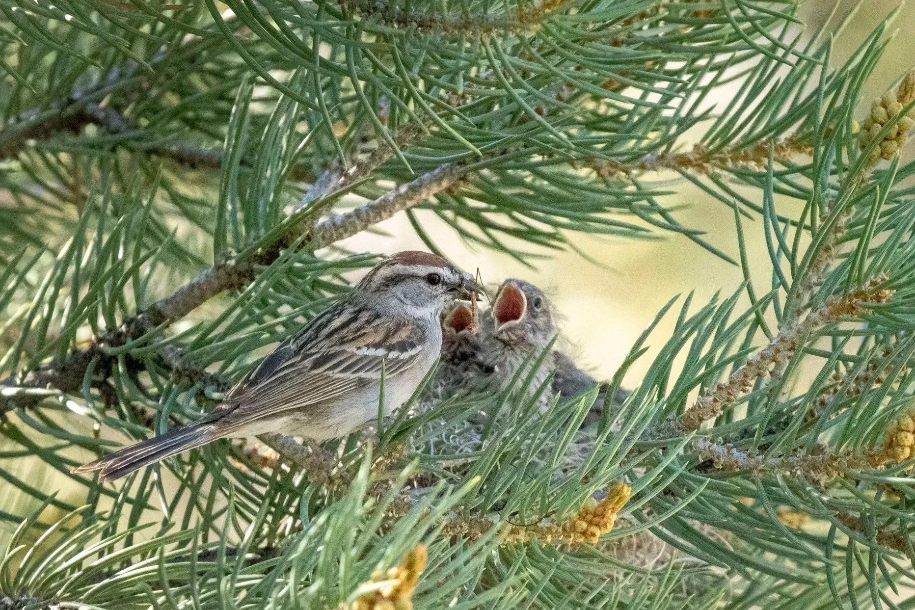 A Recap of our “Montane Edition” June 2026 Avian Nesting Bird Workshop at&nbsp;Mt. Charleston Nevada