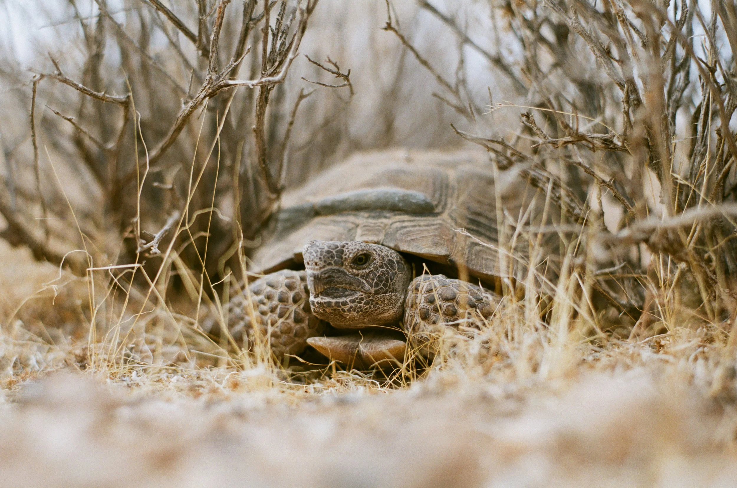 Desert Tortoise Presence / Absence Surveys: What Project Teams and Biologists Need to Know