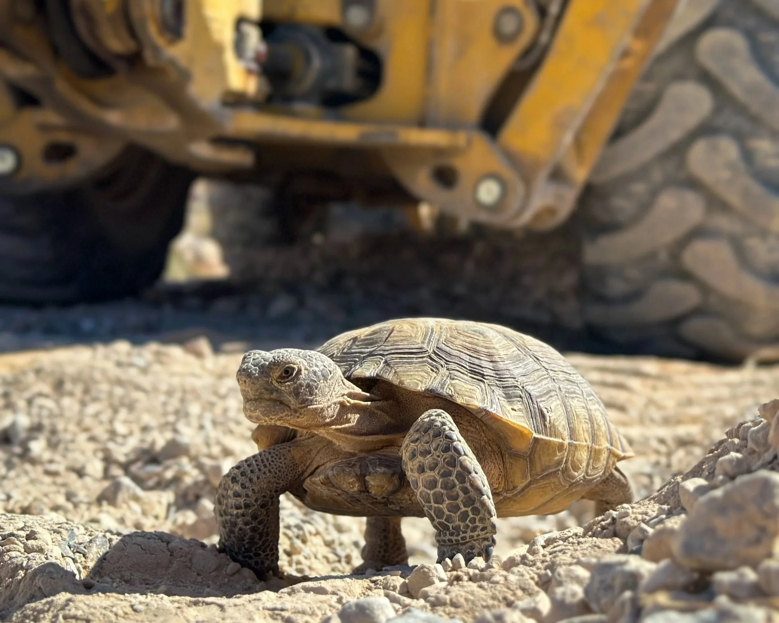 Desert Tortoise Clearance Surveys: Clearing the Site Before Ground Disturbance