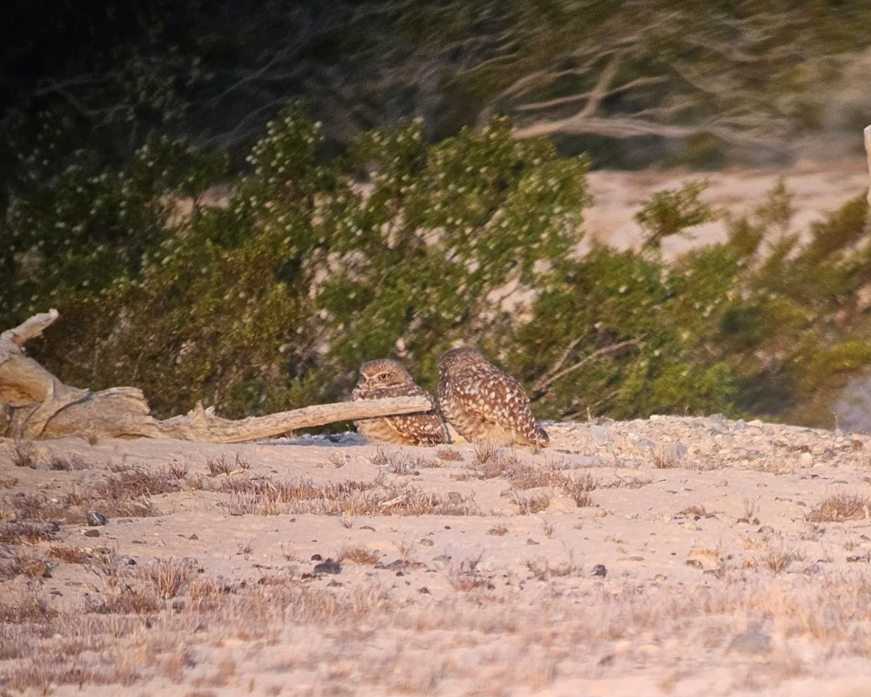 Burrowing Owl Surveys, Monitoring, and Compliance: A State-by-State Planning Guide (CA, NV, AZ)