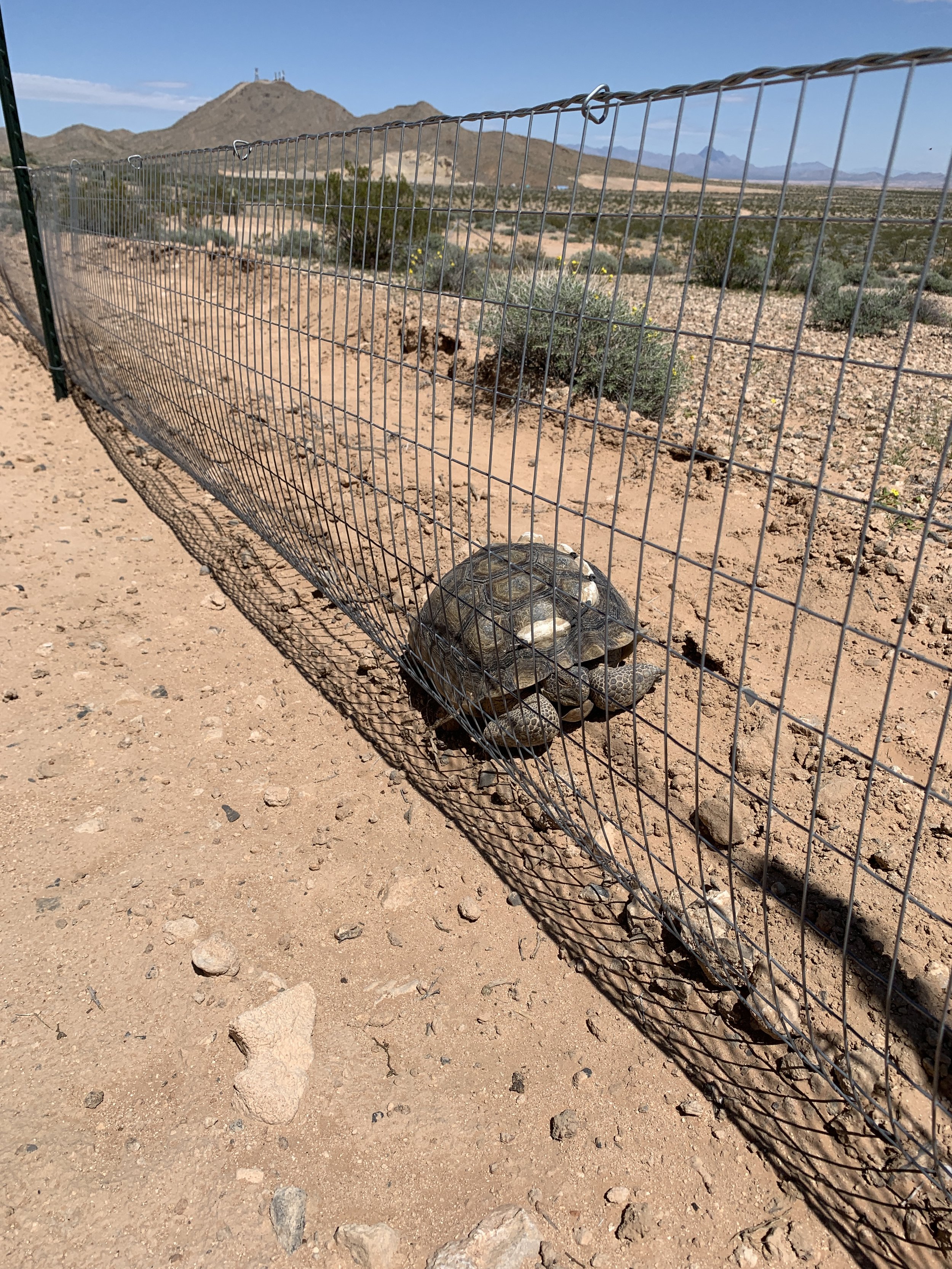 Tortoise Fencing: What to Consider When Planning Your Exclusion Fencing