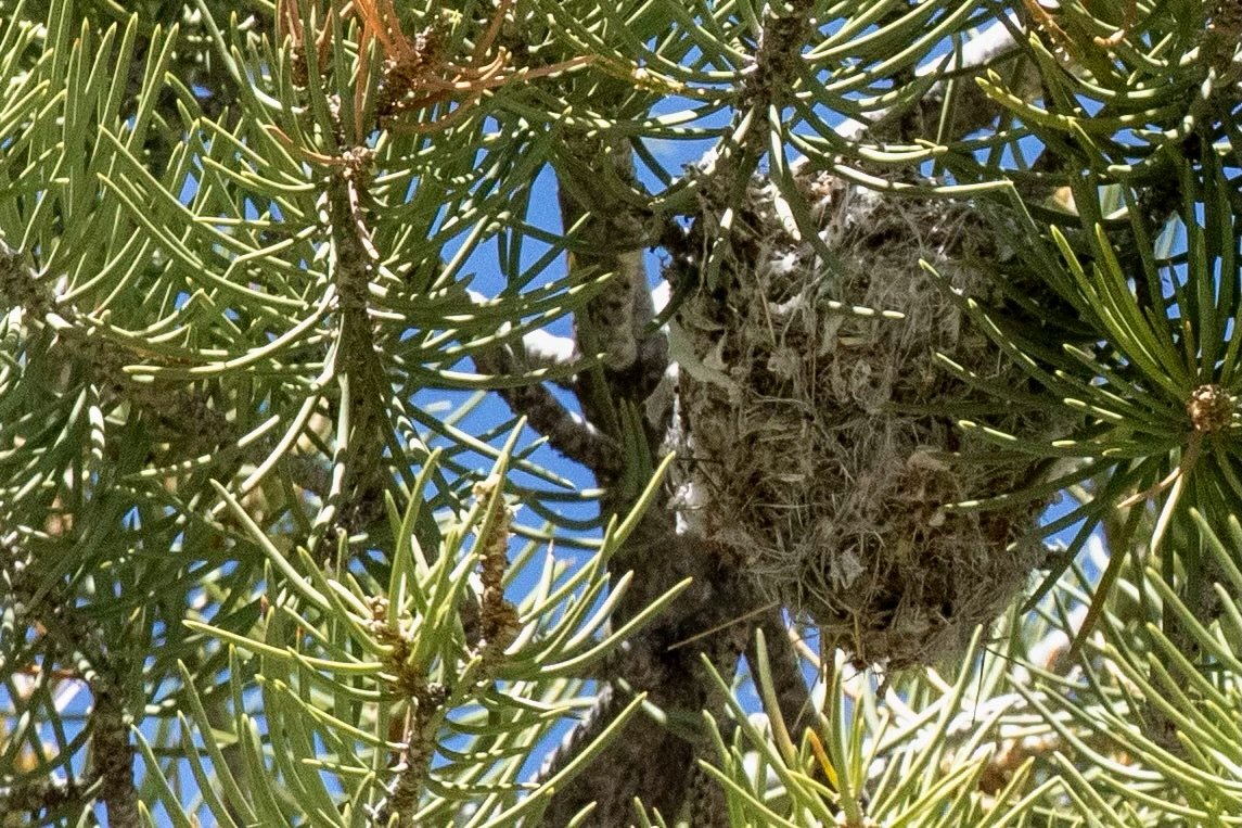 Plumbeous Vireo Nest