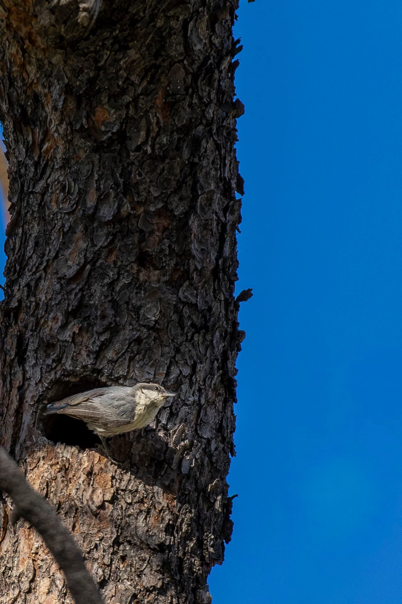 Pygmy Nuthatch and Nest