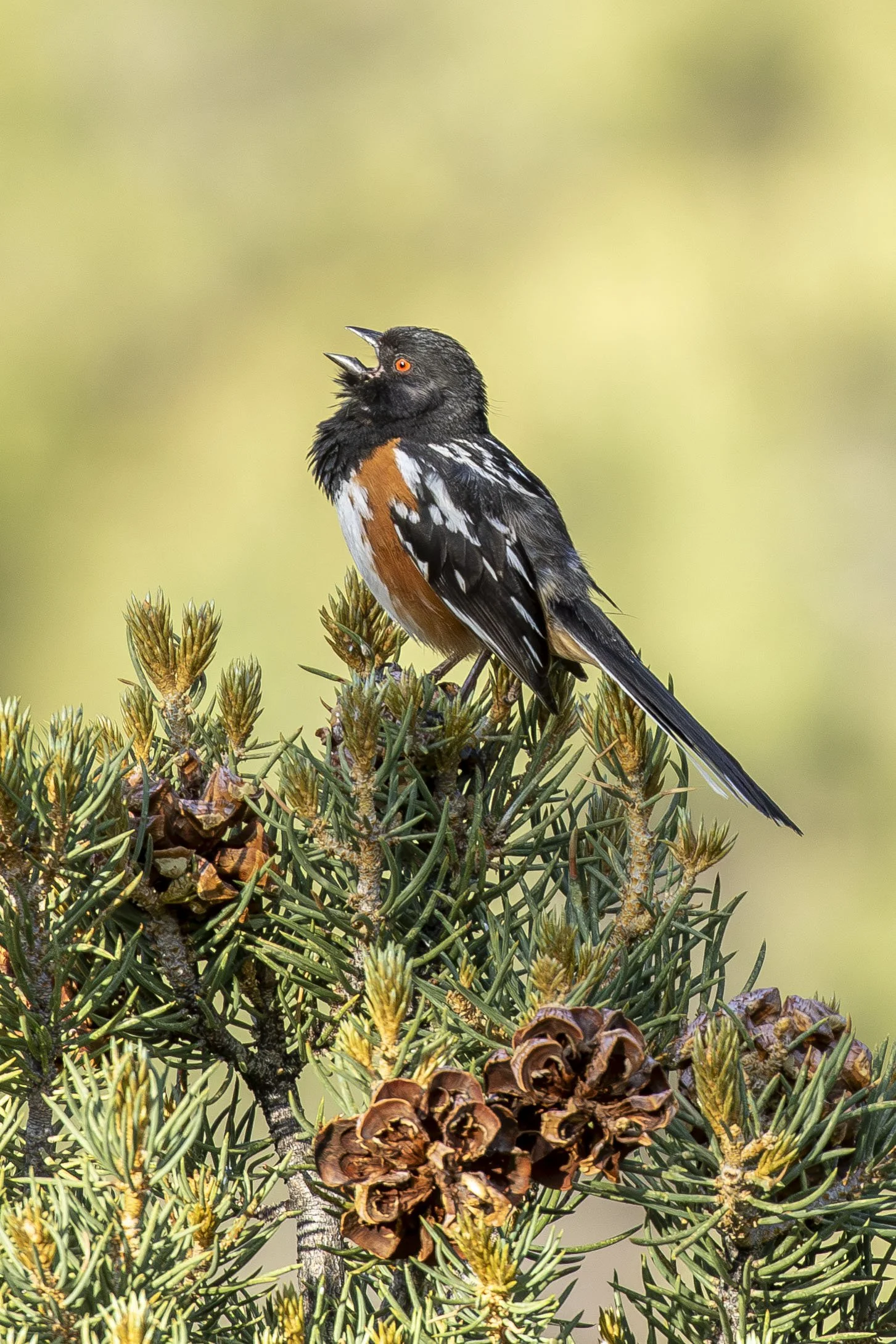 Spotted Towhee Calling