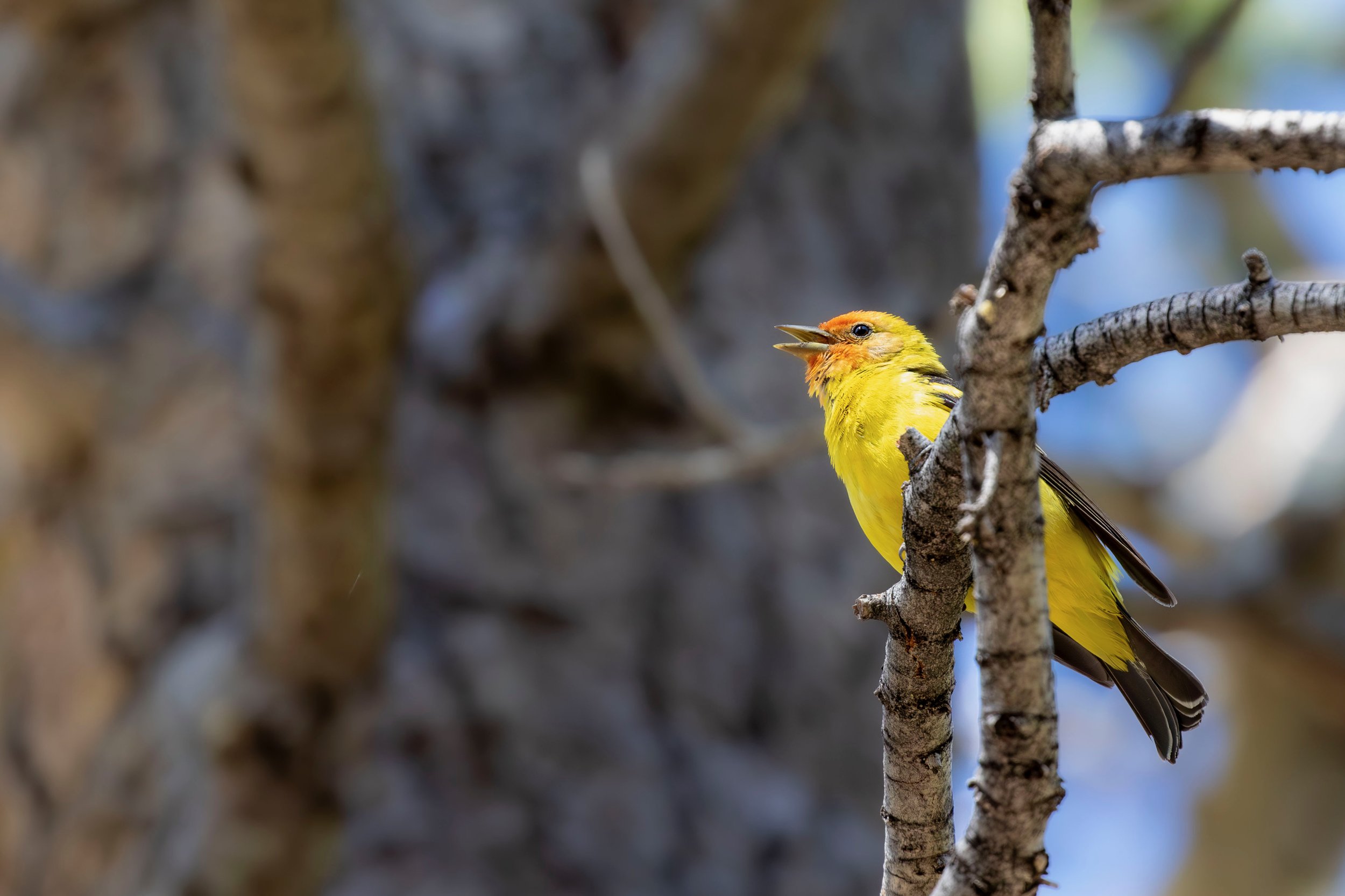 Western Tanager
