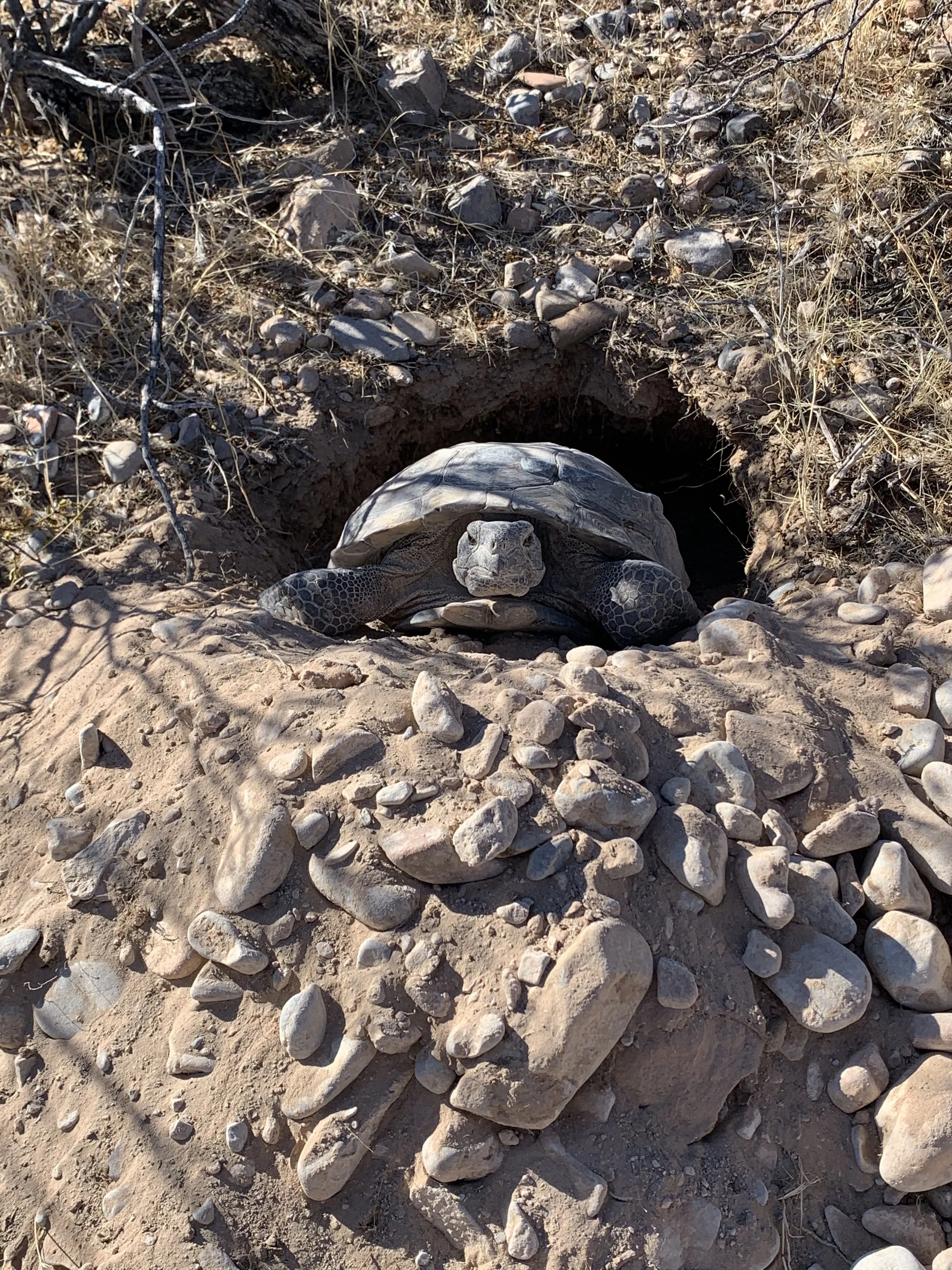 BIOLOGICAL SURVEYS