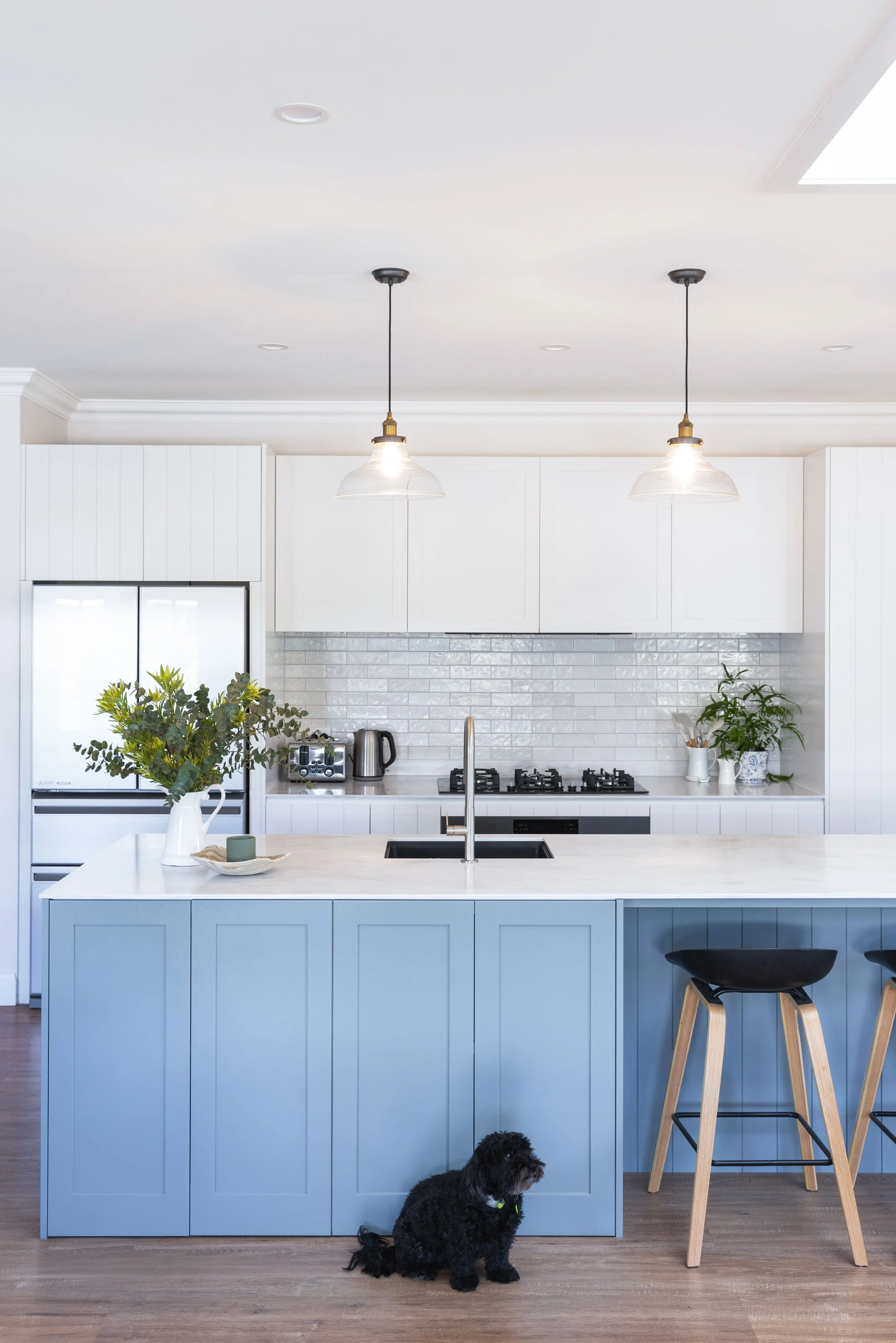 Modern kitchen with white cabinets and backsplash, blue island, two pendant lights, black dog sitting on wood floor, barstools at island, greenery on countertops.