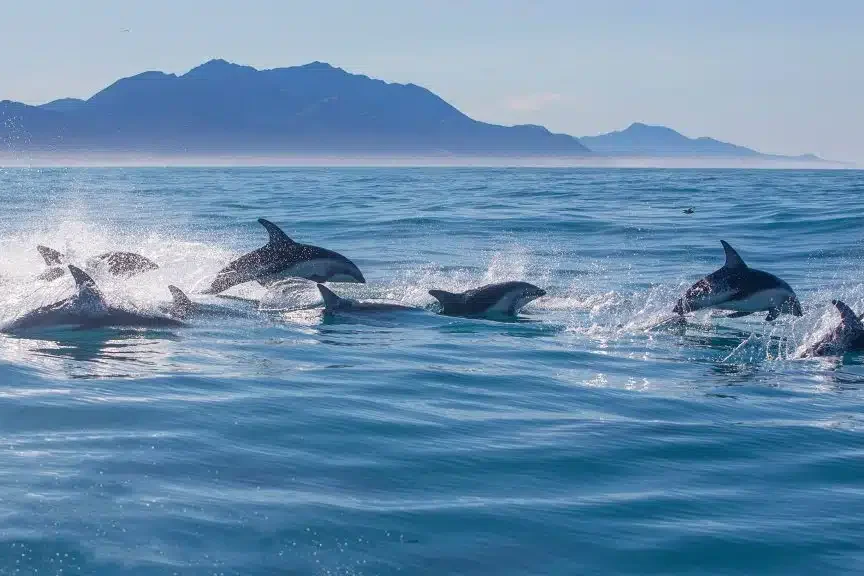 Swimming-with-Dolphins-Kaikoura-New-Zealand-Voyageur-Tripper-1024x576.jpg.png