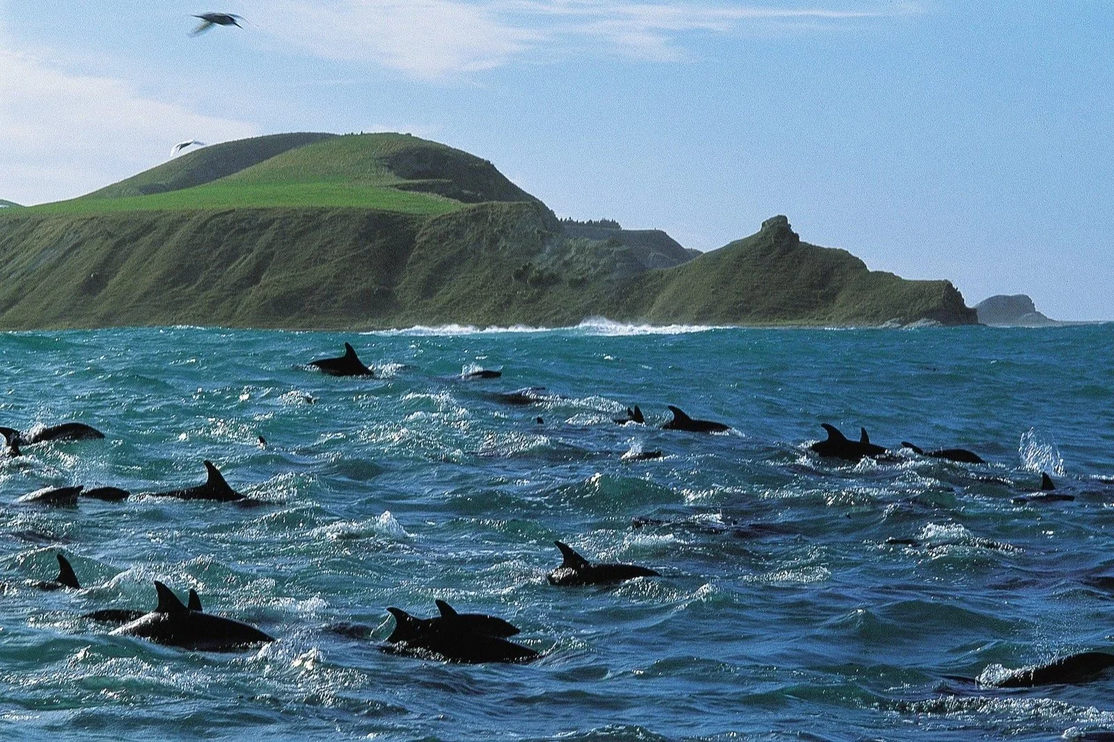 58_Kaikoura_body16-1600x1108.jpg