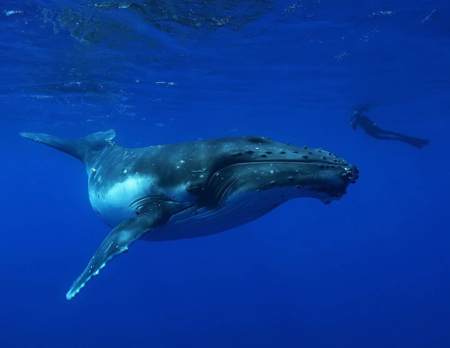 Floating beside a whale in the open ocean is a feeling like no other. Its awe, joy, peace and deep gratitude all wrapped into one beautiful moment 💎

The beauty and grace of these gentle giants will stay with you forever! 🩵

We have only two spaces