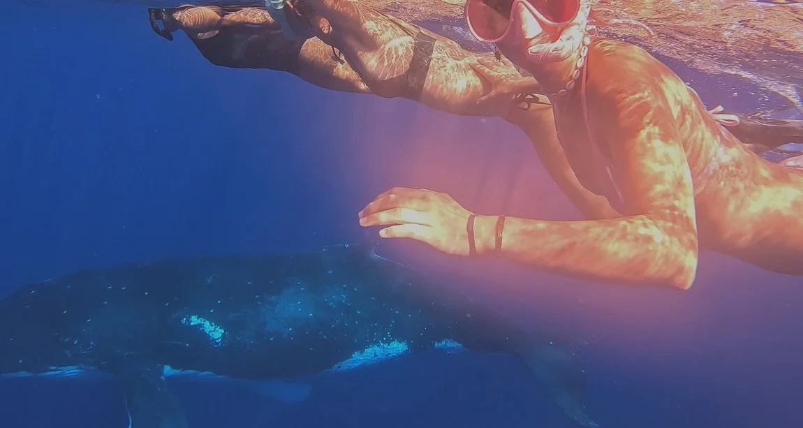 A little peek into life with the whales and our amazing guests sharing the magic of the ocean! 🥰🐋✨

Whales, sunshine and endless ocean days &mdash; yes please! 🌞

This whale season hasn&rsquo;t even finished yet and we are already dreaming about s