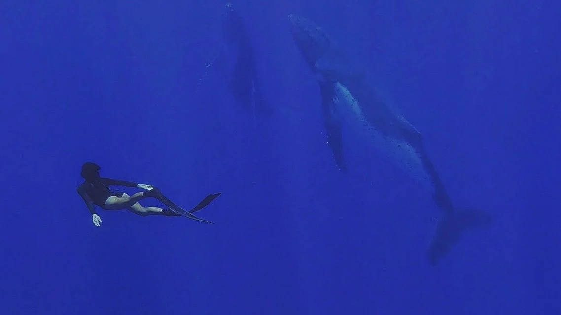 Can you imagine floating beside these gentle giants in the warm, crystal clear waters of Aitutaki? 😍 🐋 🏝️

It&rsquo;s truly one of the most magical experiences on Earth&hellip; and this could be you next whale season! 🧜🏼&zwj;♀️ ✨

Our 2026 Whale