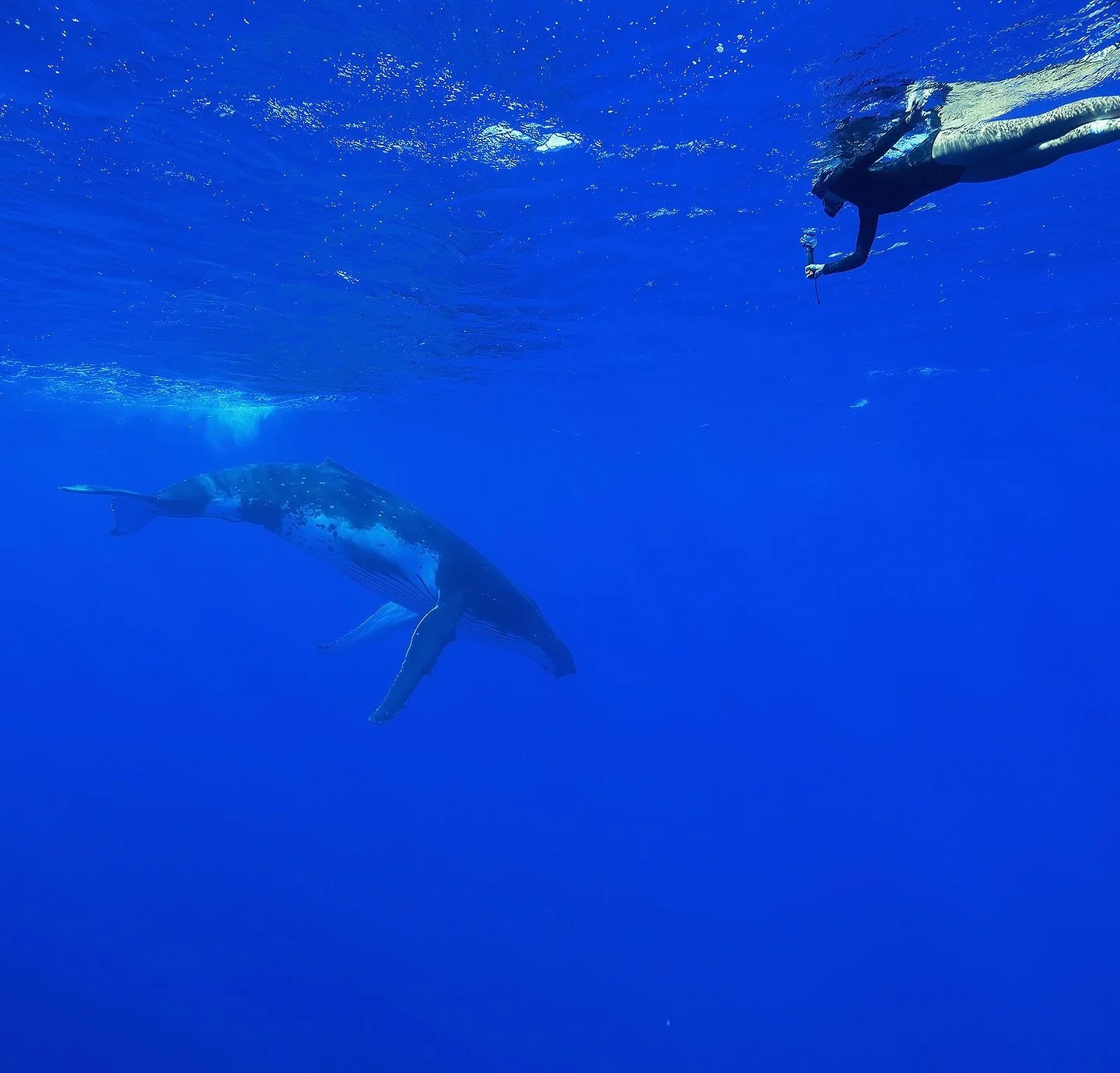 Just a girl and her GoPro, floating beside one of the most majestic beings on Earth! 🐋 ✨

Moments like these remind us of the magic that exists when we slow down, breathe and simply be with nature. 

Next year, this could be you too! &mdash; swimmin