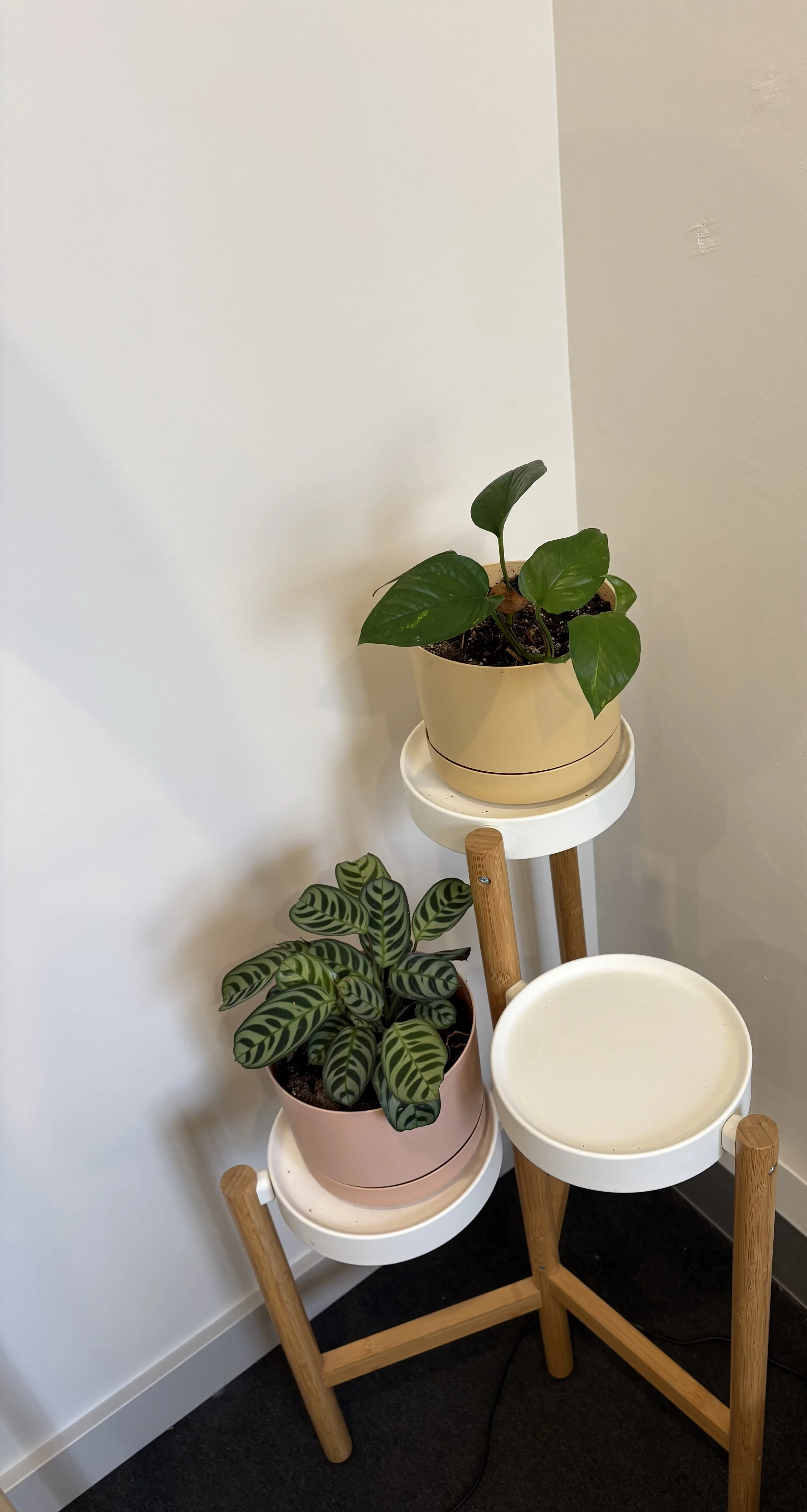 Indoor plants in a home office setting