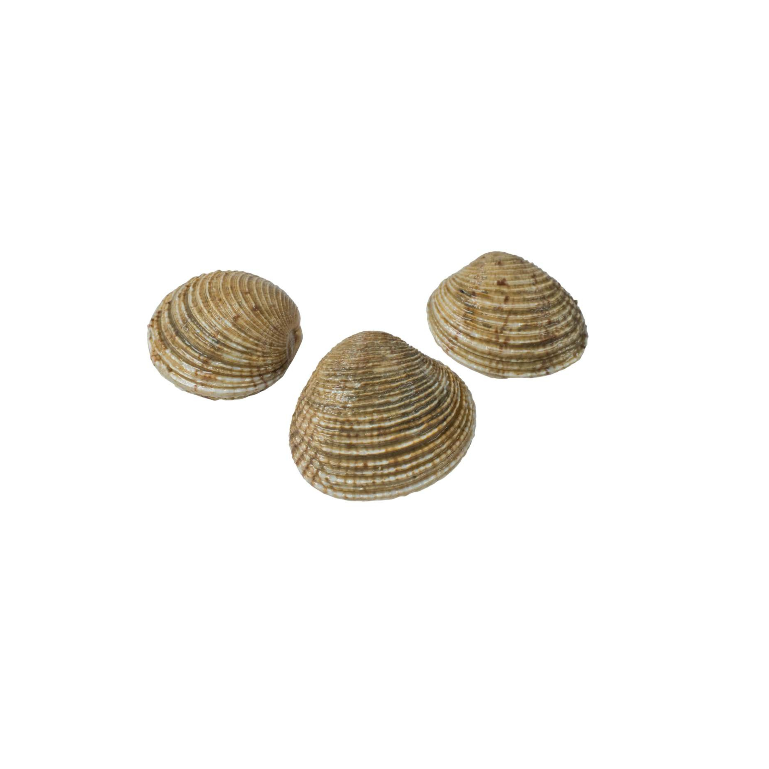 Venus Clams