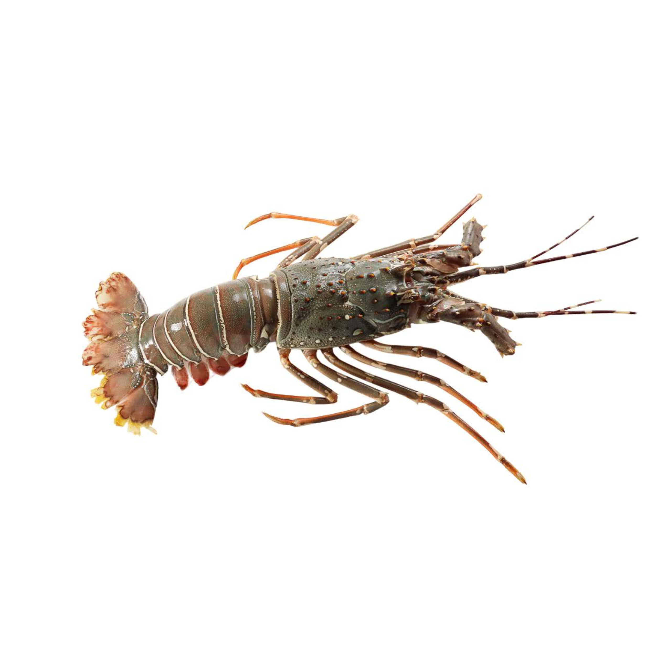 Bamboo Lobster