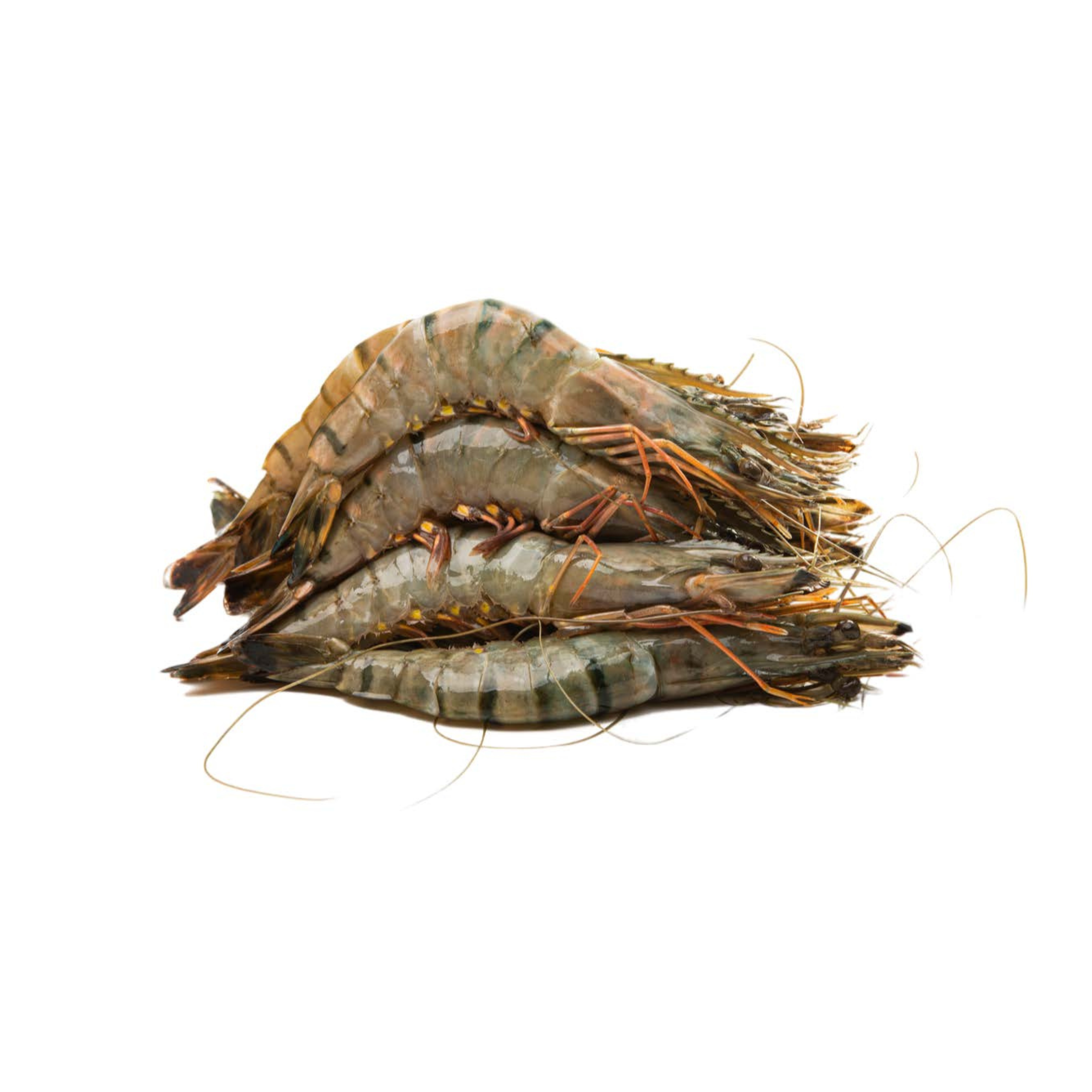 Tiger Prawns
