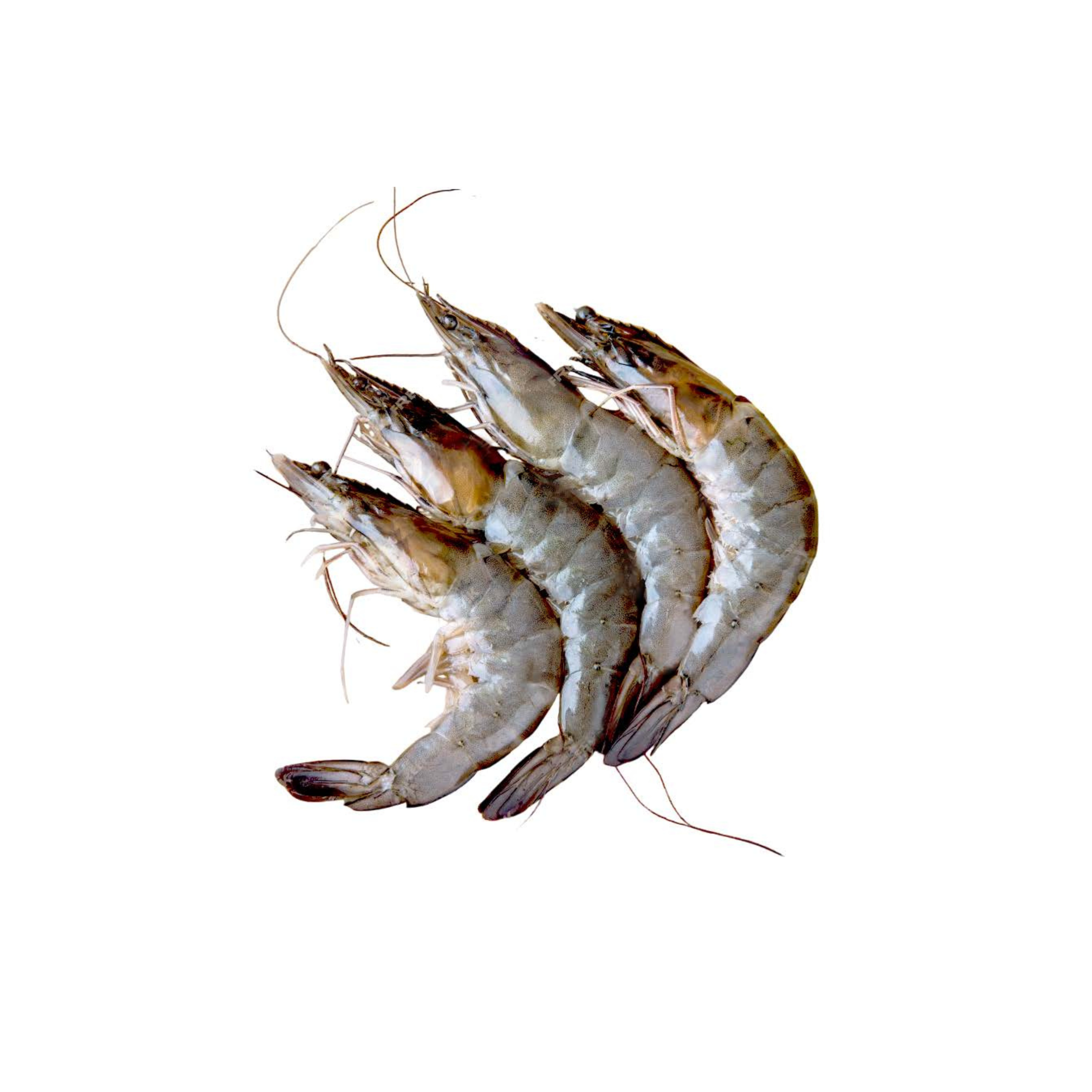 Grey Prawns