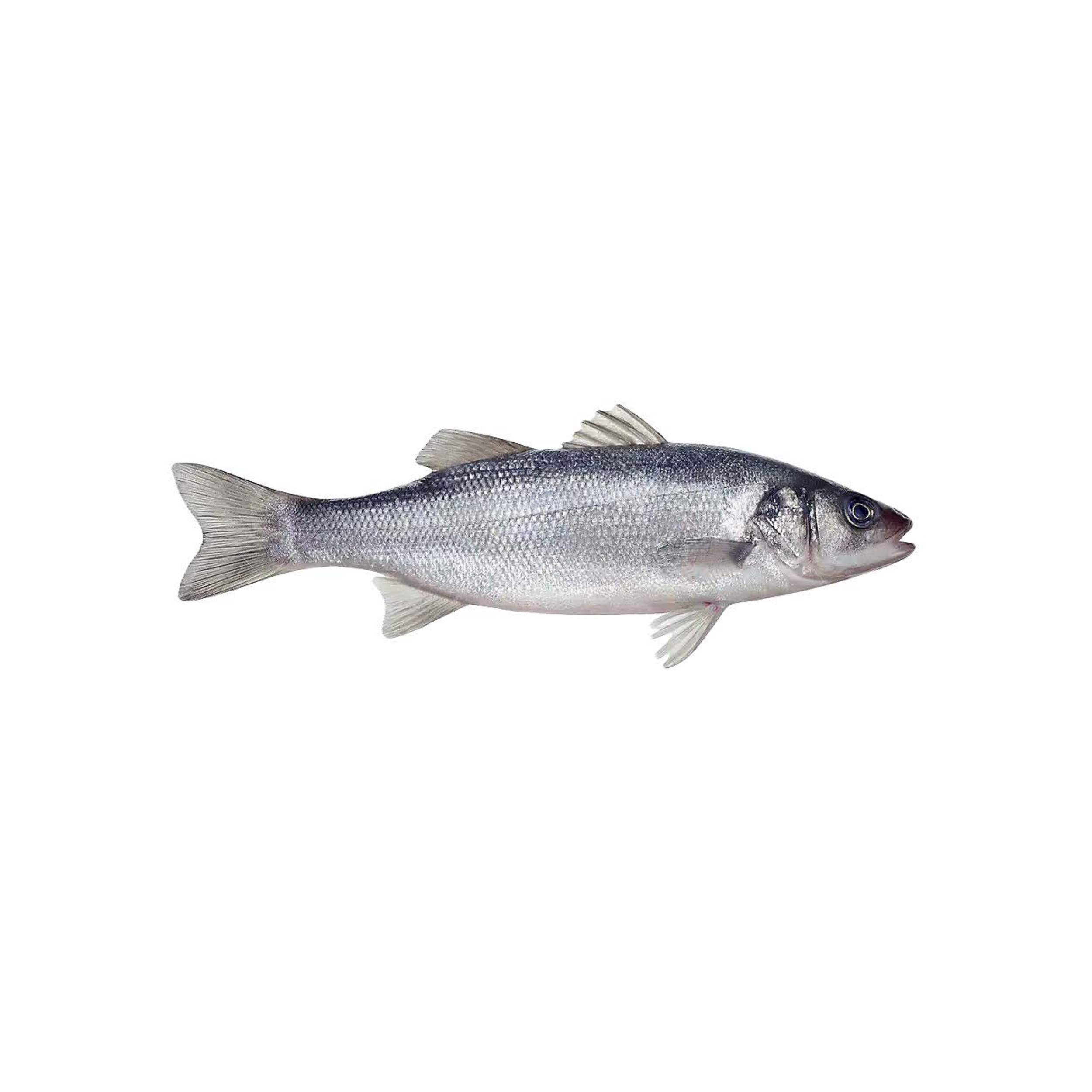 Seabass