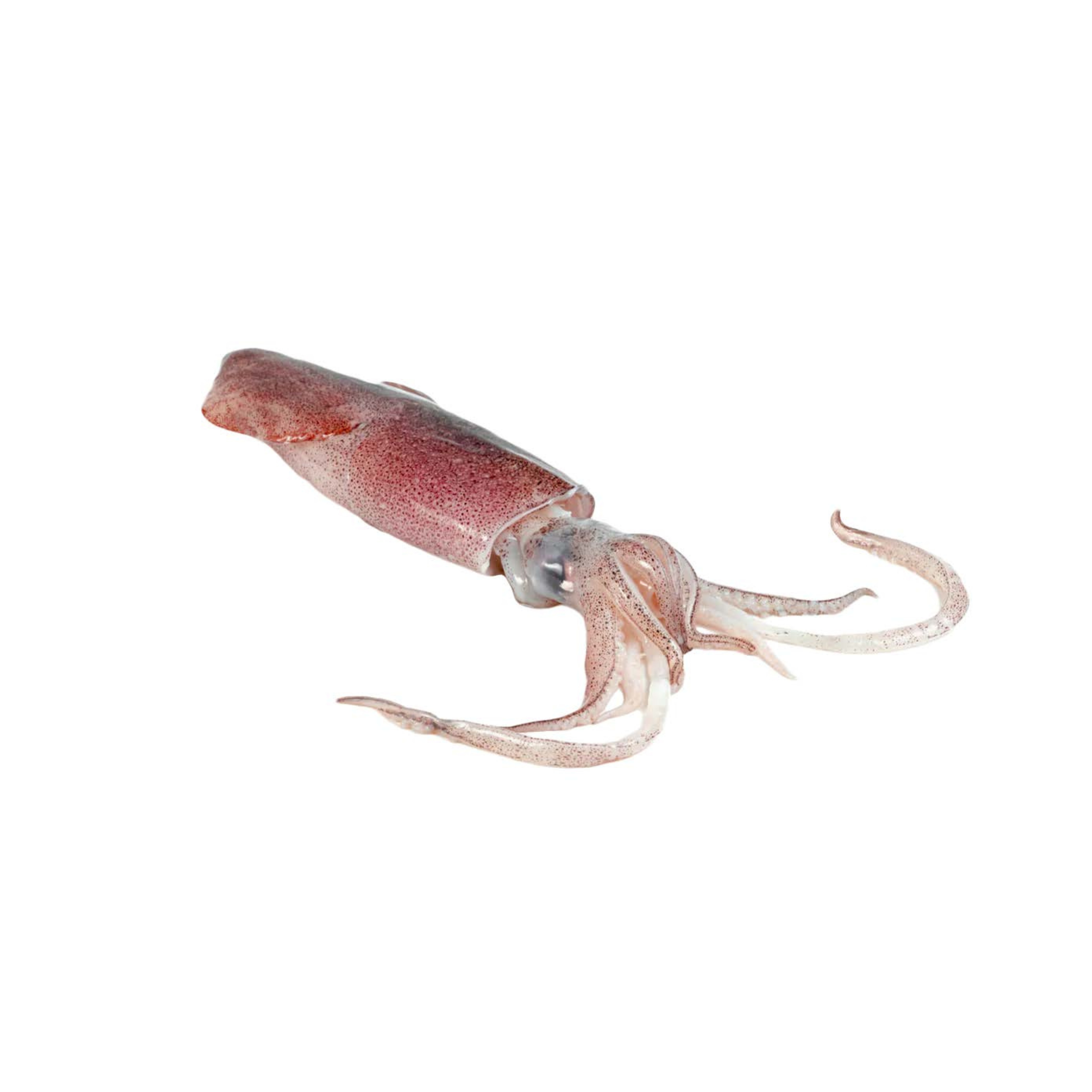Squid