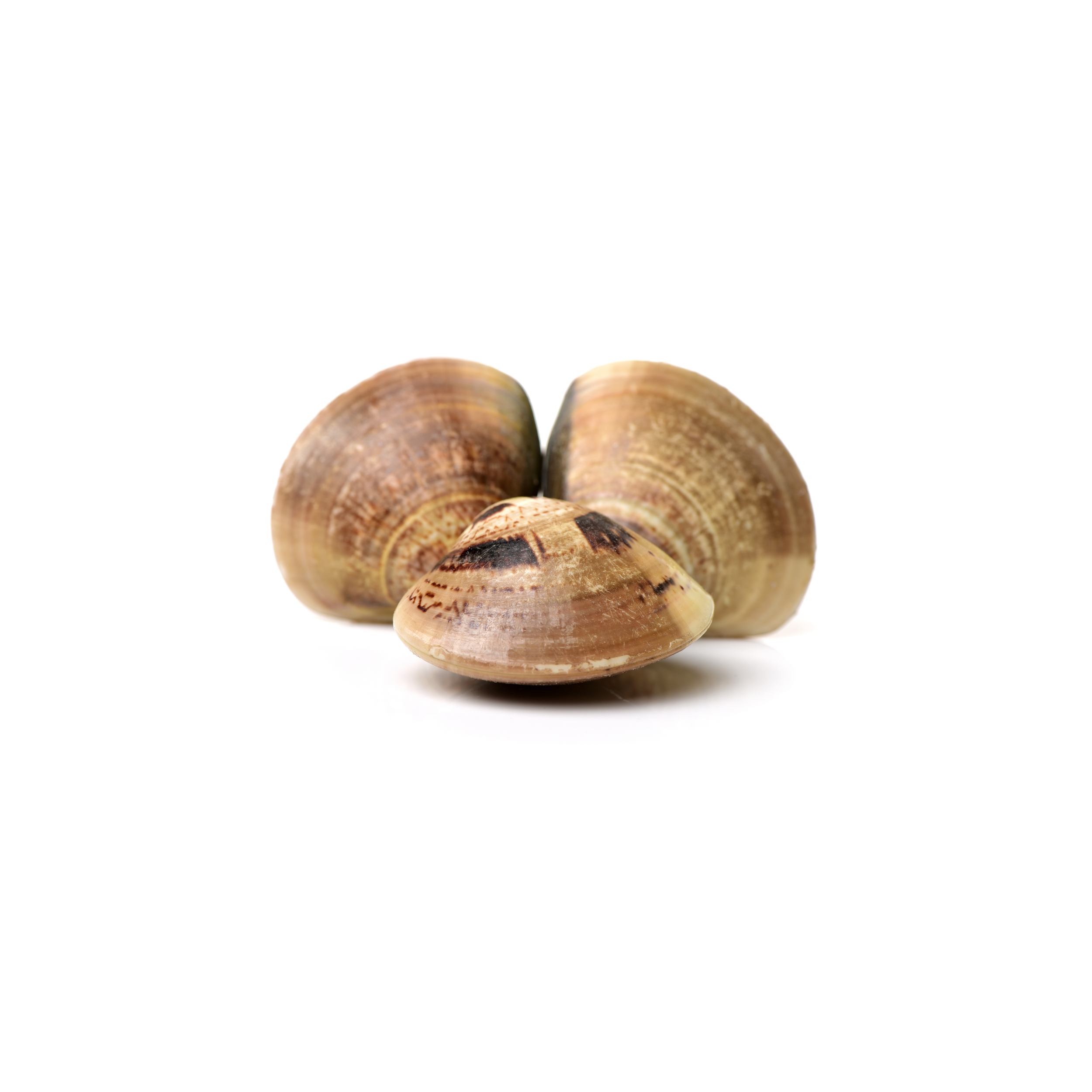 Manila Clams