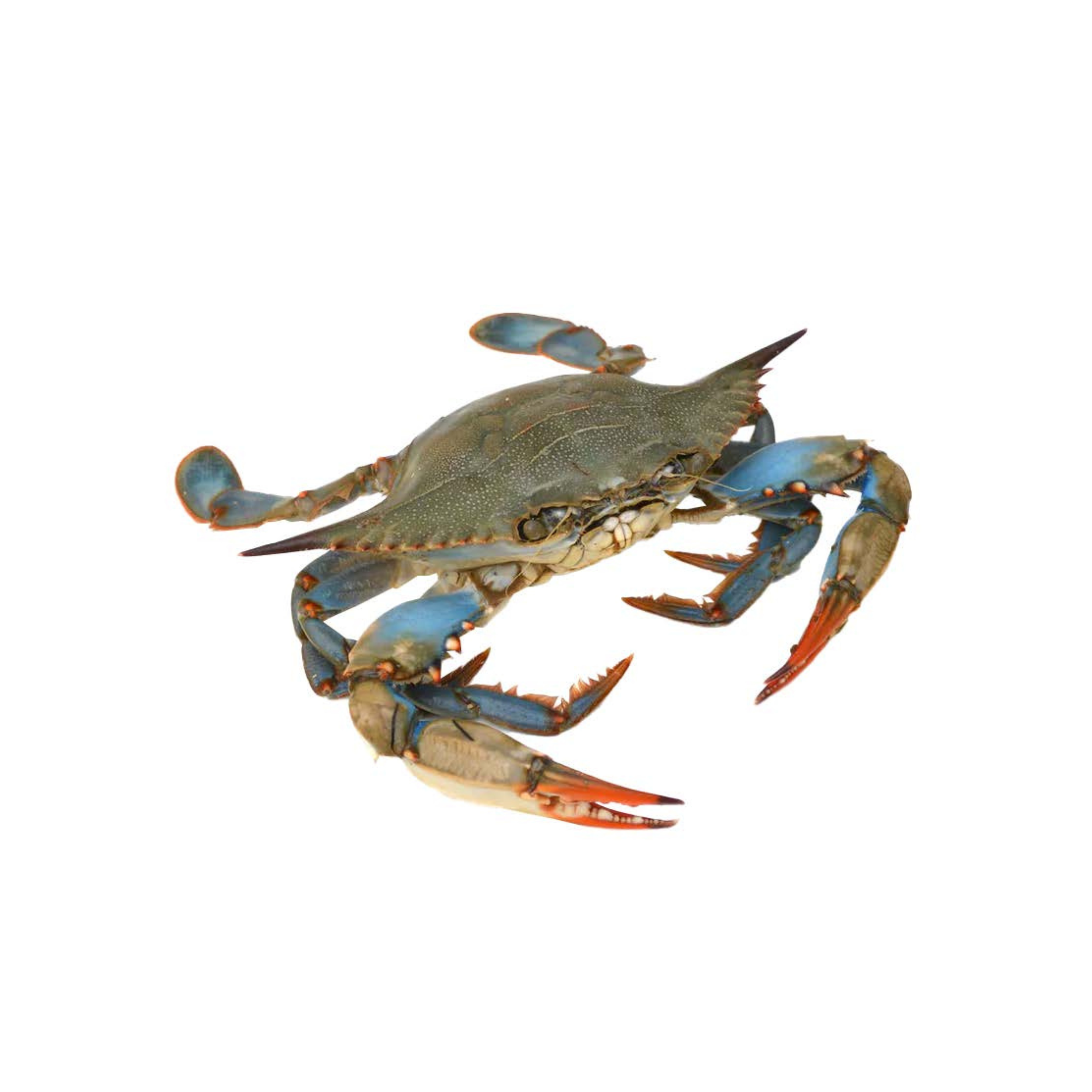 Flower Crab
