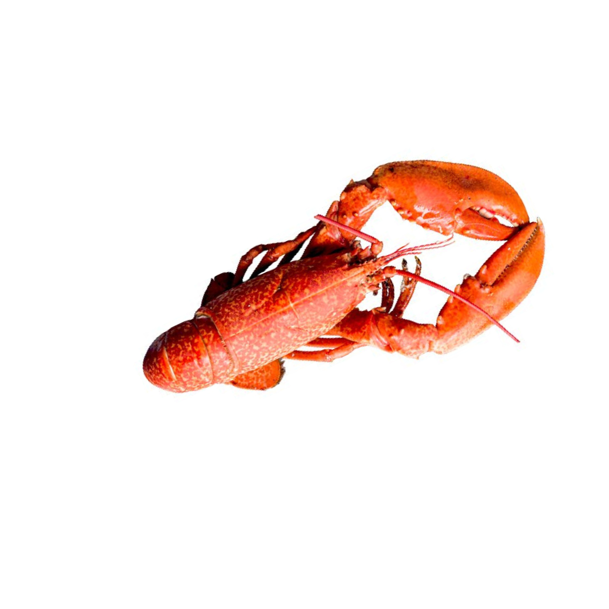 Crayfish