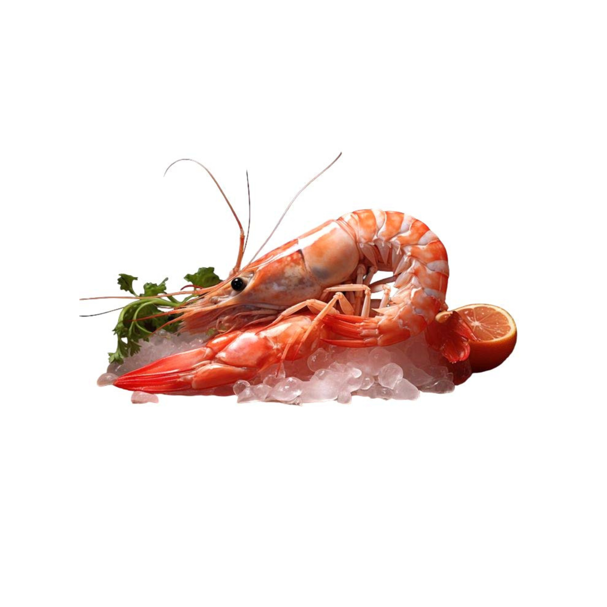Red Prawns