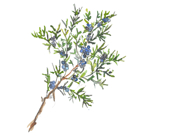 Illustration of a branch with green leaves and clusters of blue berries.