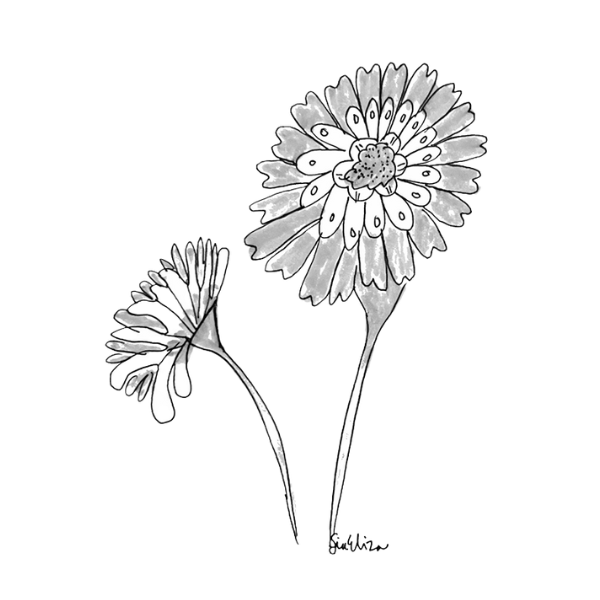 Black and white illustration of two daffodil flowers with long stems.