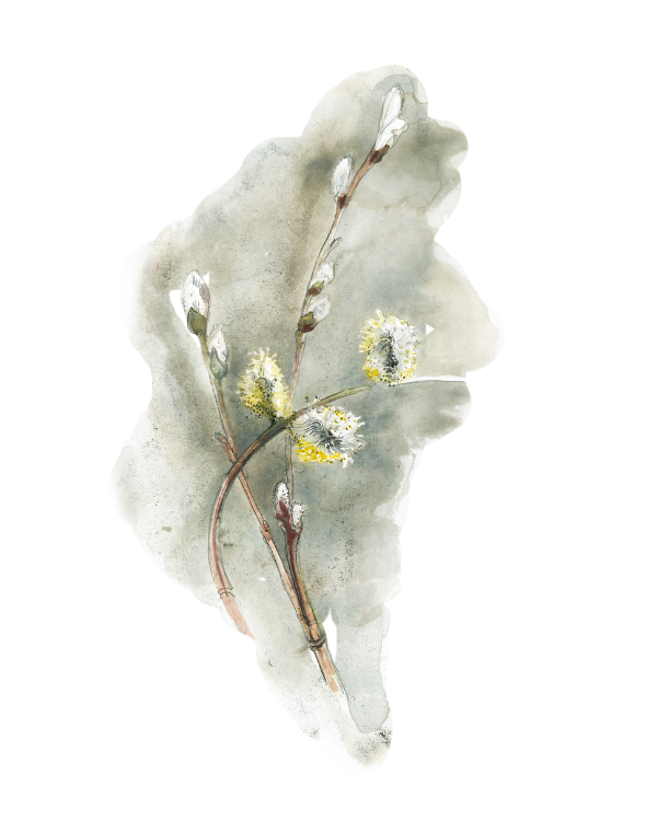 Watercolor painting of a branch with buds and small flowers against a pale background.
