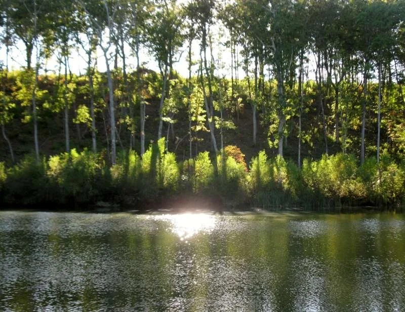 Sunlight reflects on a river with dense green trees along the bank, under a bright sky.